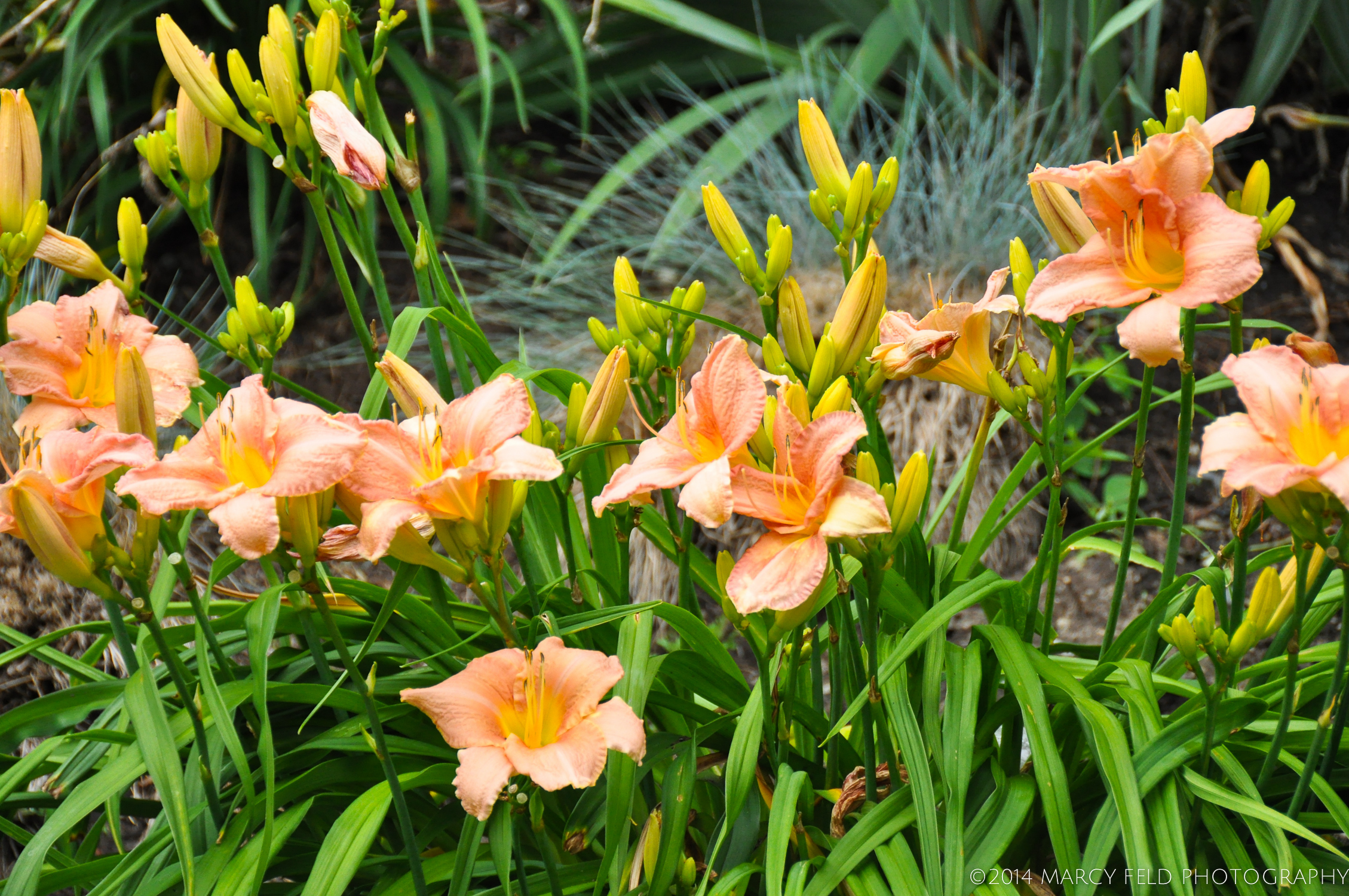 Pale Peach Day Lilies with bright yellow centers