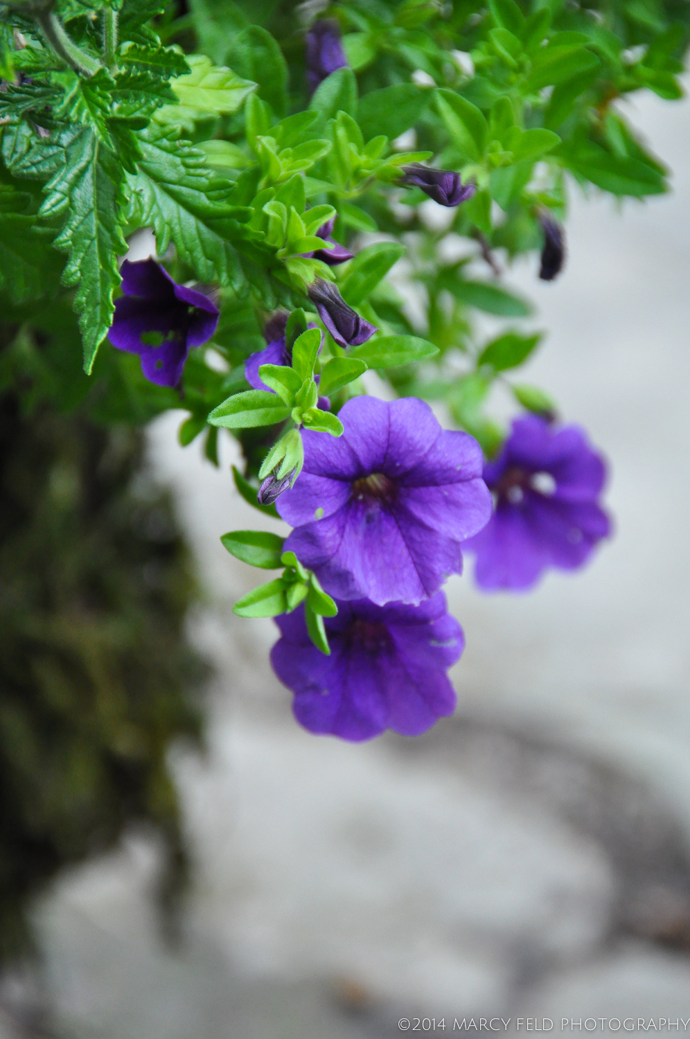 Purple Petunias