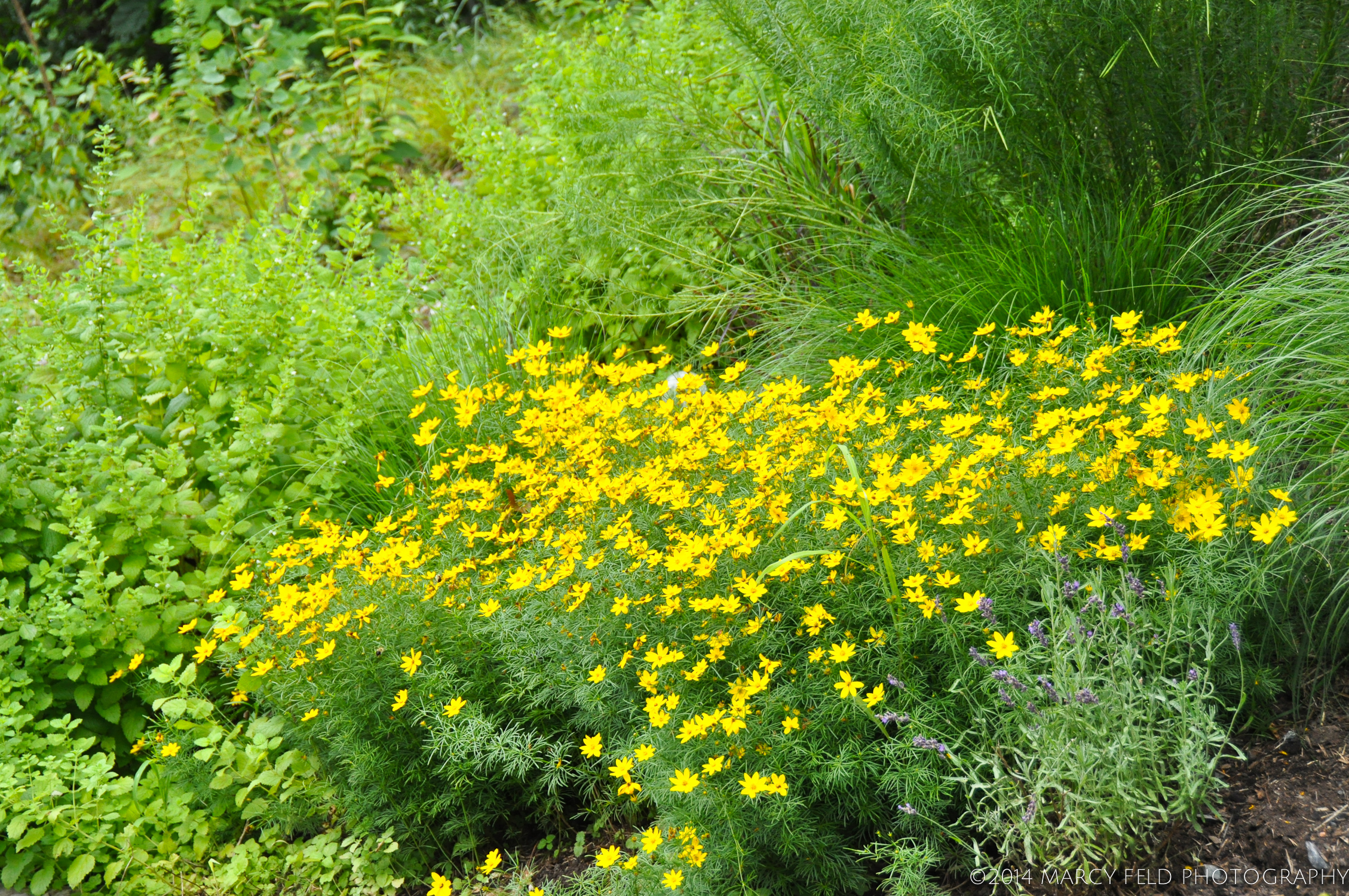 Moonbeam Coreopsis