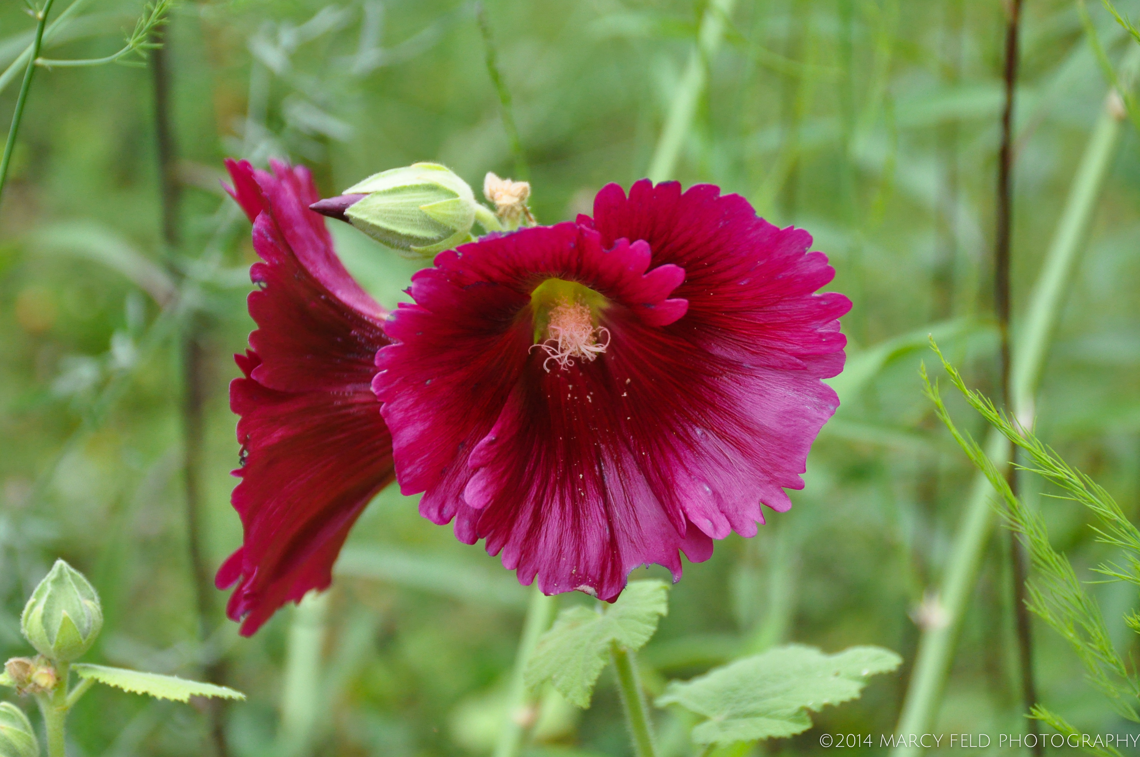 Hollyhock