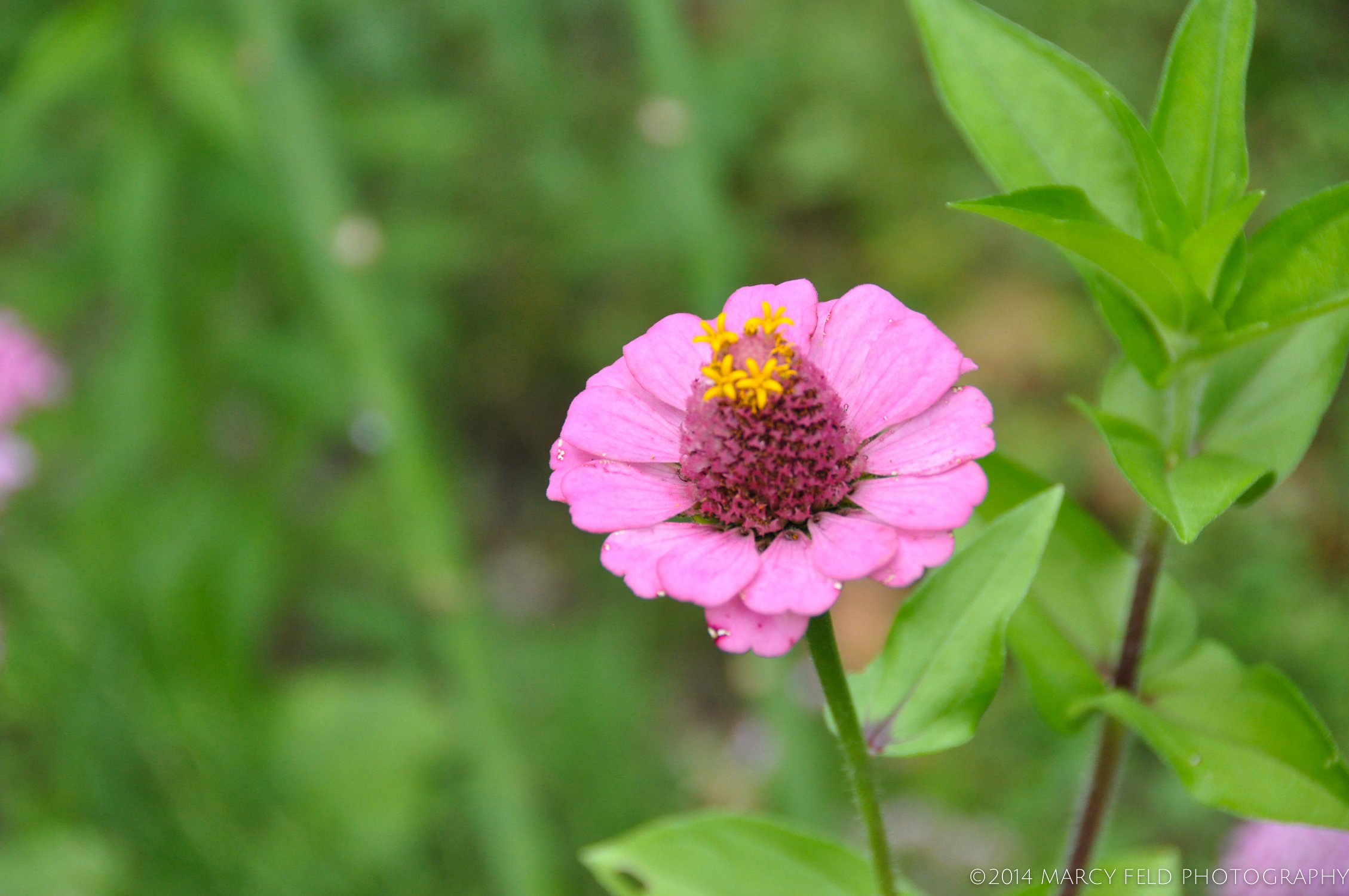 Pink & Yellow Zinnea
