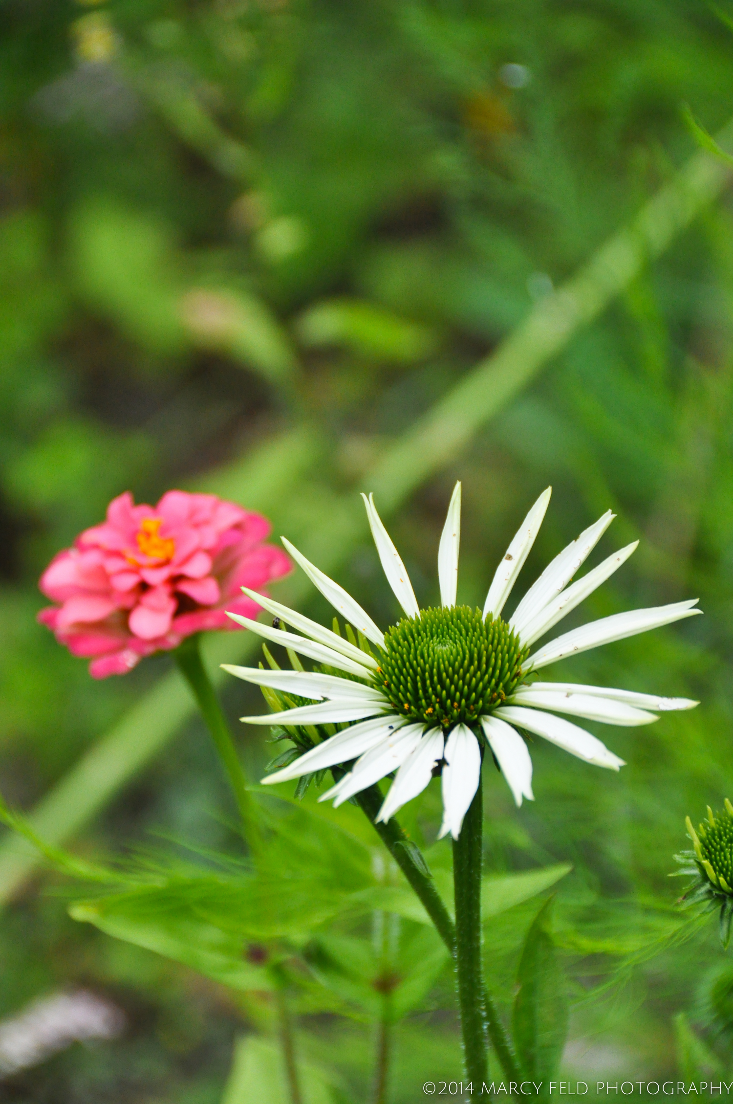 Echinacea Pupurea 'White Swan'