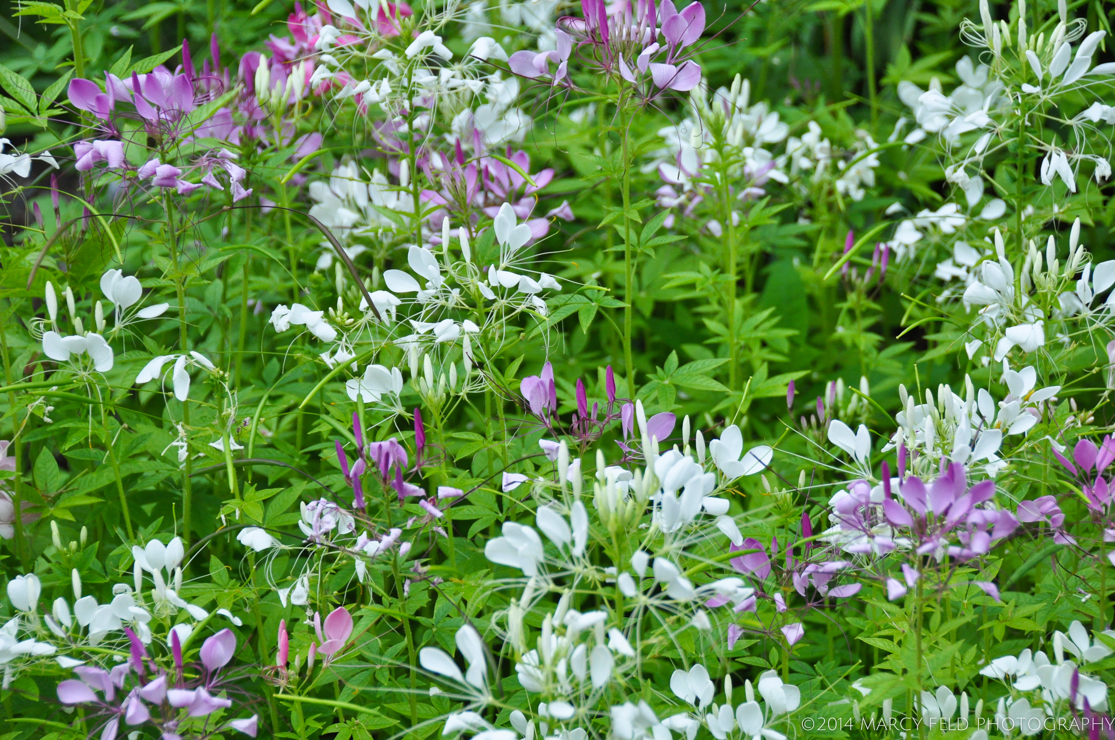 More Cleome Hassleriana in both pink and white