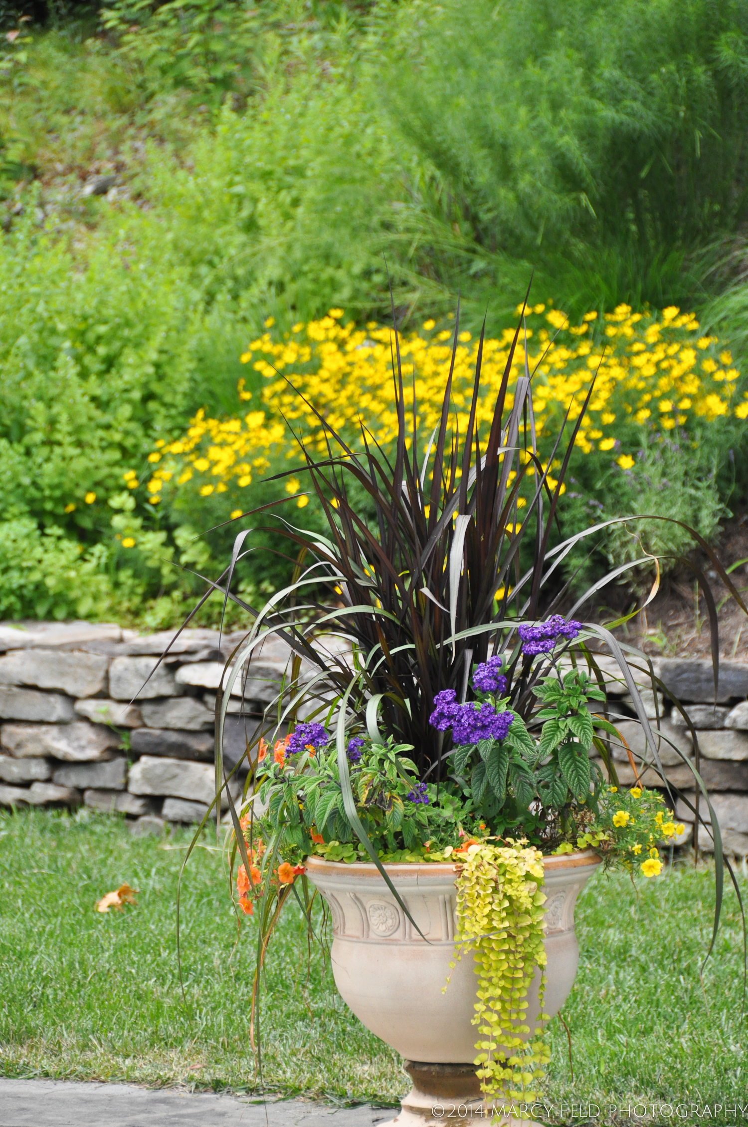 The stone wall in front of the garden was the result of a barter transaction. The planters surrounding the pool are filled with lush greens as well as heliotrope