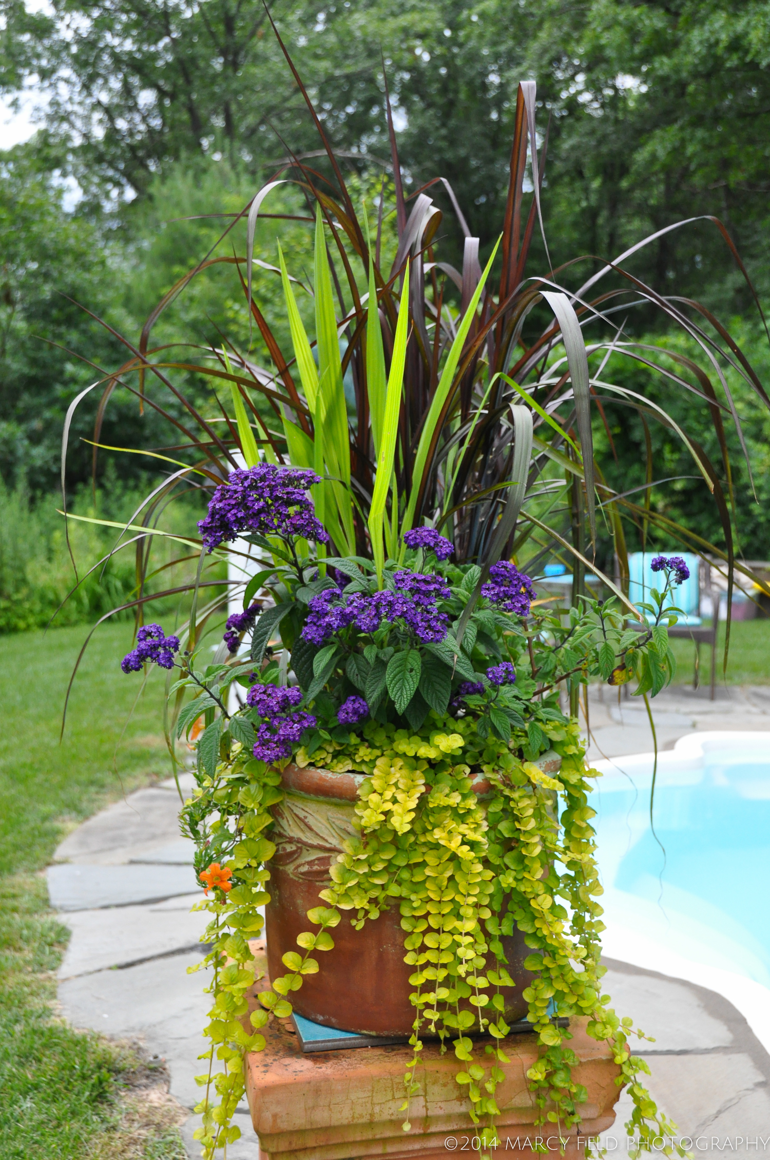 Another Heliotrope filled planter with a glimpse of the pool