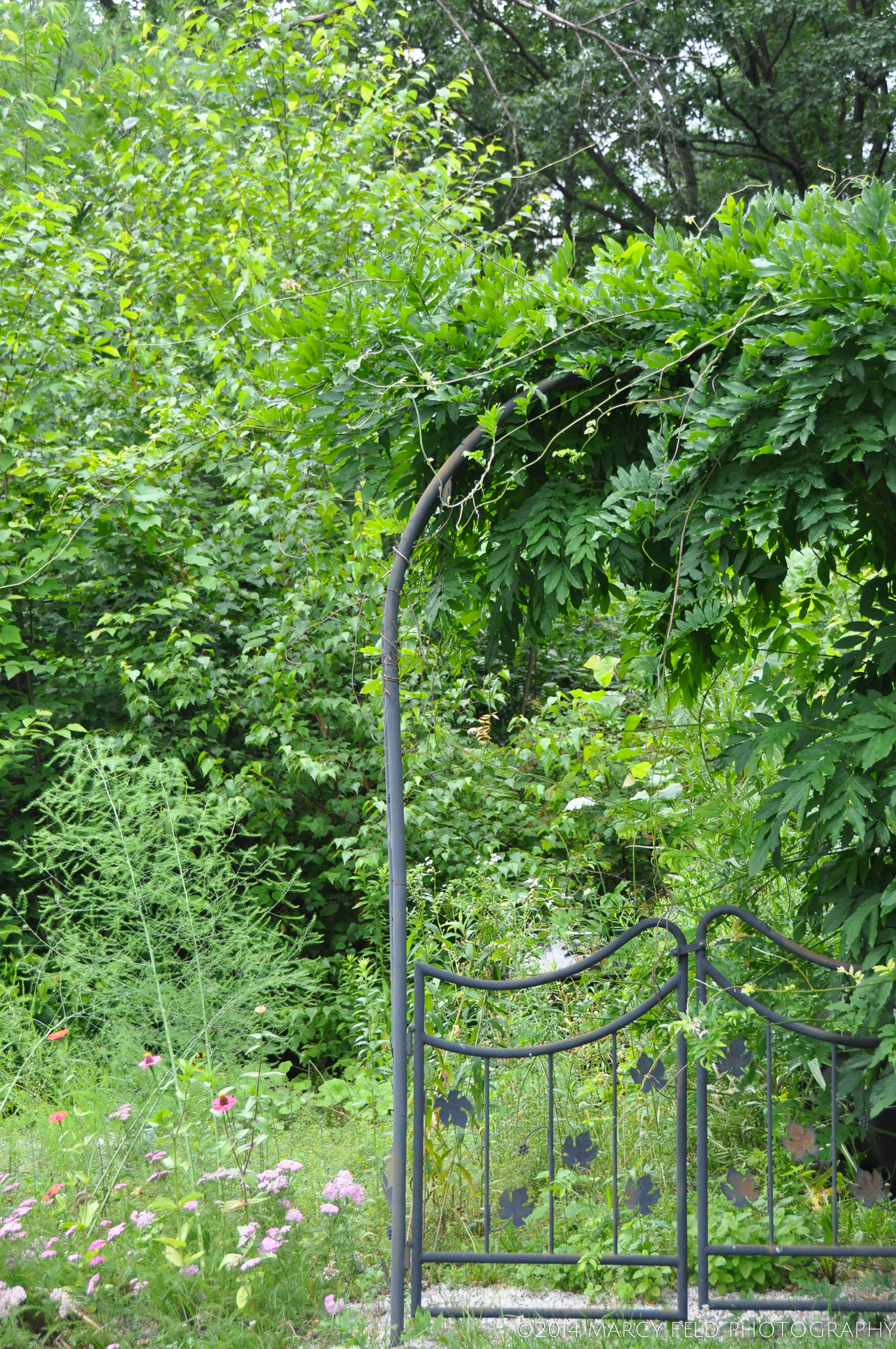 The magic garden