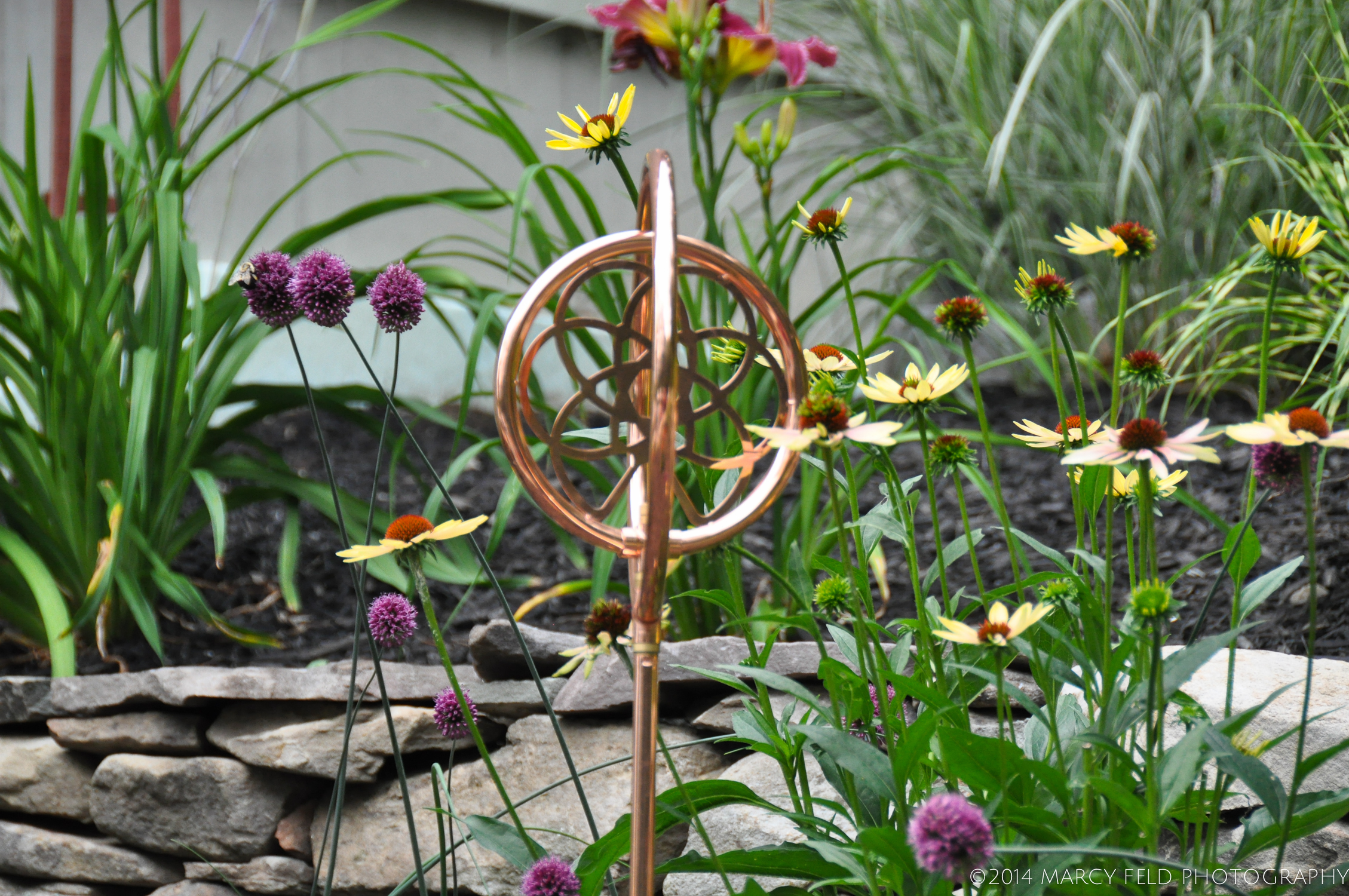 Allium sphaerocephalon 'Drumsticks' & Echinacea 'Aloha'