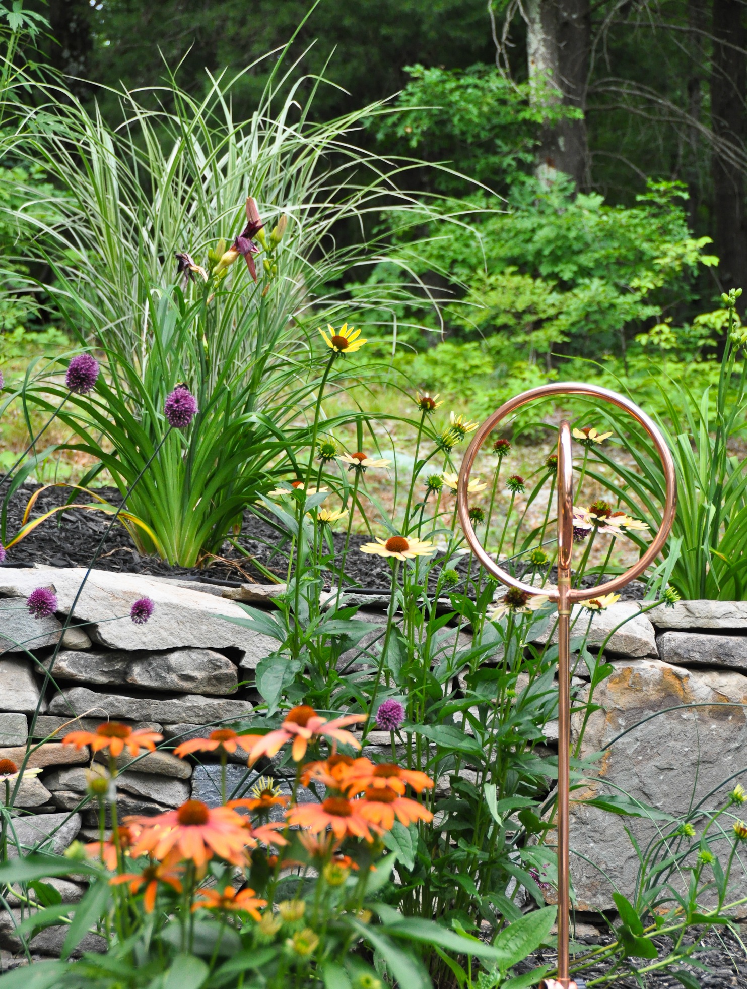 An Echinacea 'Flame Thower'