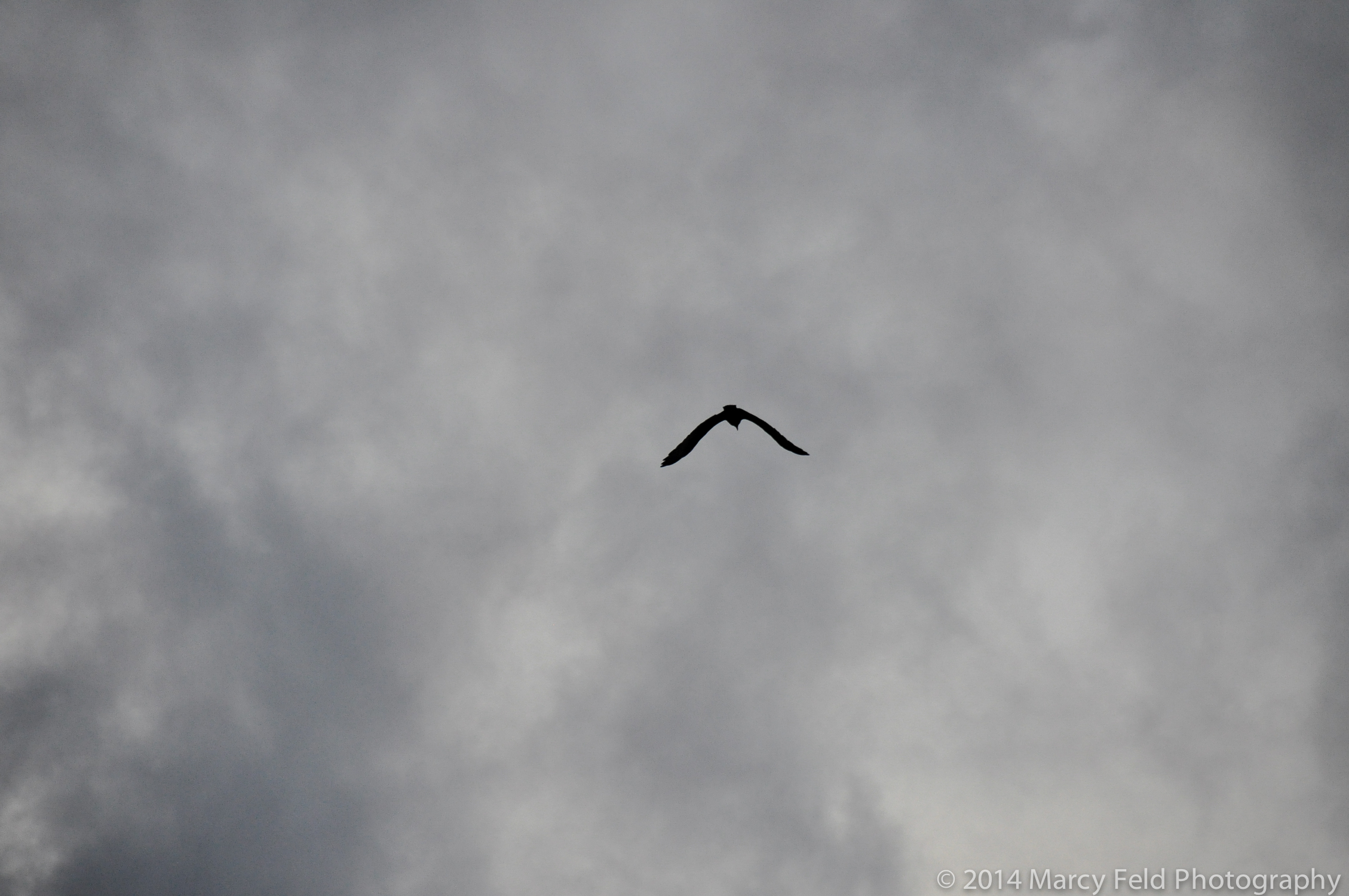 As The Hawk Flies