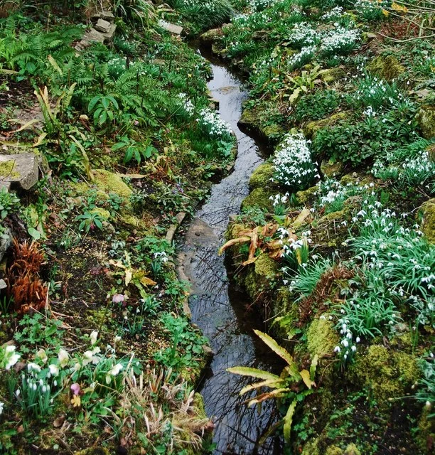 'The Ditch' at East Lambrook Manor Gardens in Spring. © Copyright Eugene Birchall 