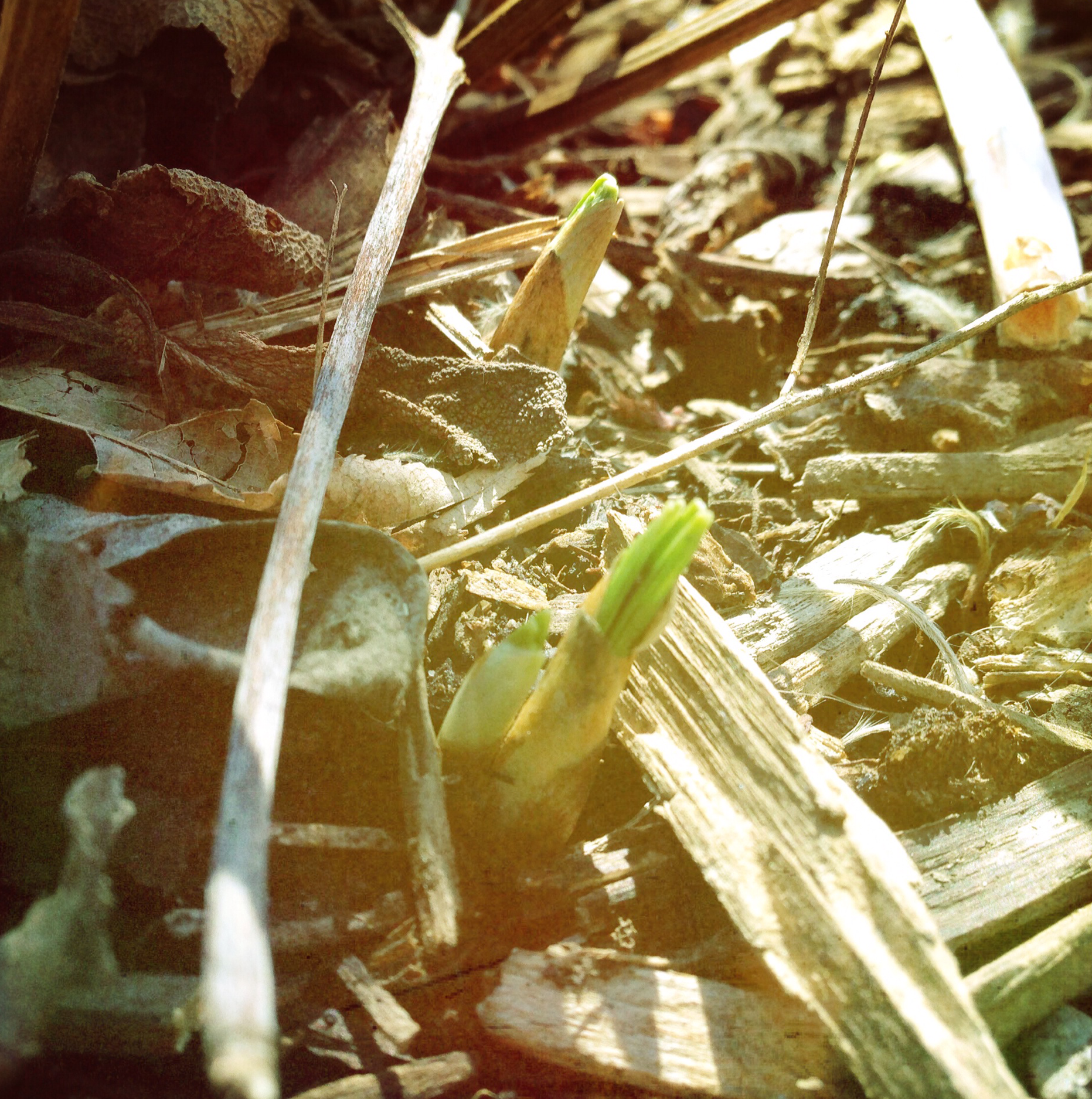 Crocus sprouts