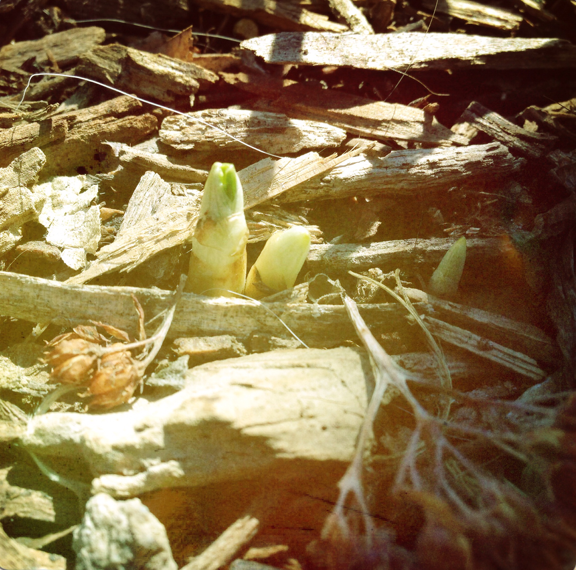 Crocus sprouts