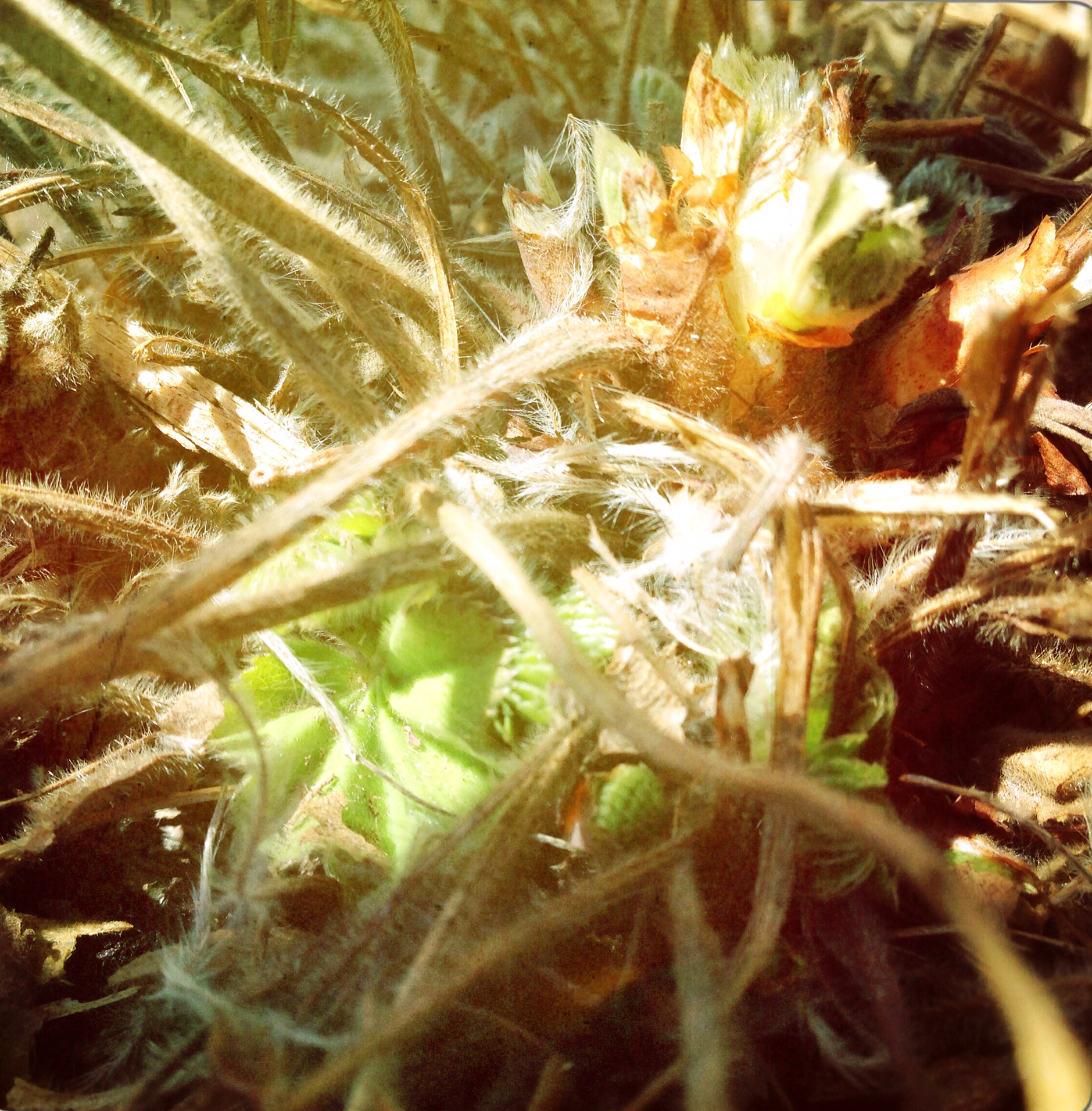 Alchemilla Mollis