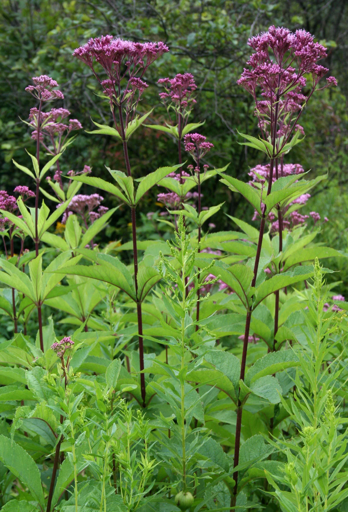 Eutrochium purpureum (Sweet Joe Pye Weed). A prairie native g rossstauden. Photo credits to Craig Cramer .