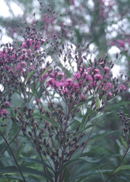 Jonesboro Giant Ironweed