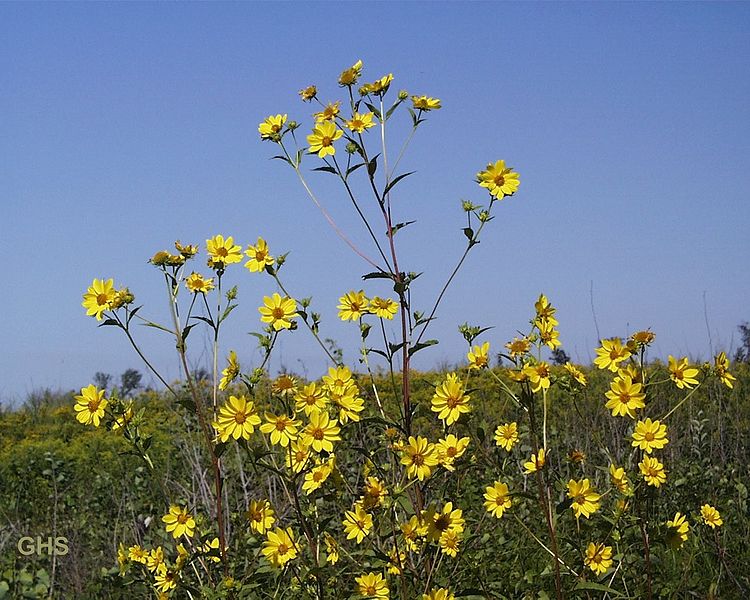 Helianthus giganteus 'Sheila's Sunshine'