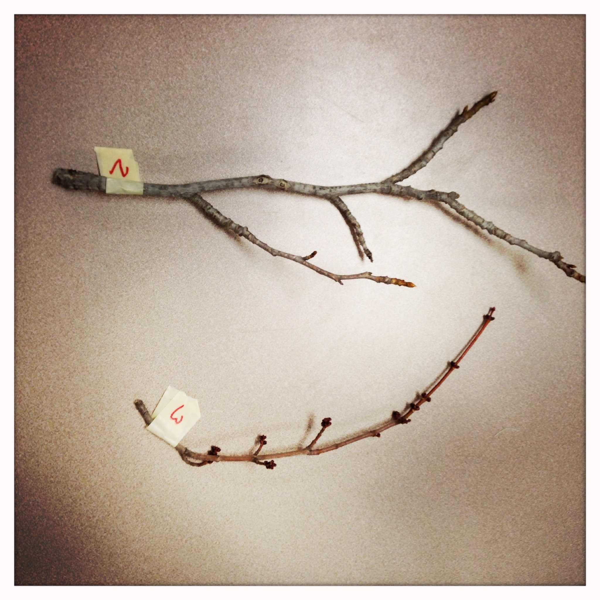 Can you guess which tree these belong to?