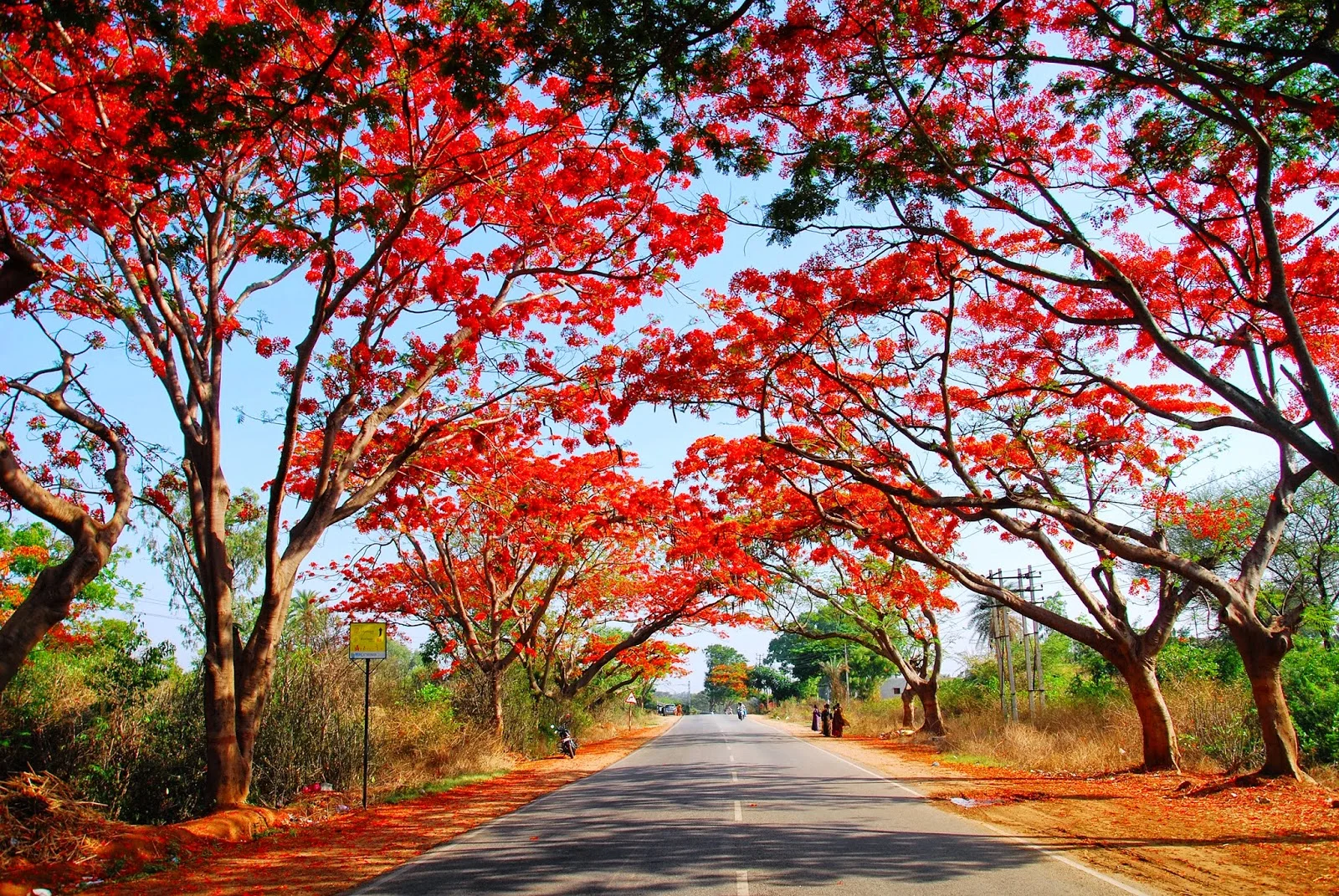 Delonix regia on the Doddabellapur route in Doddaballapu, India.