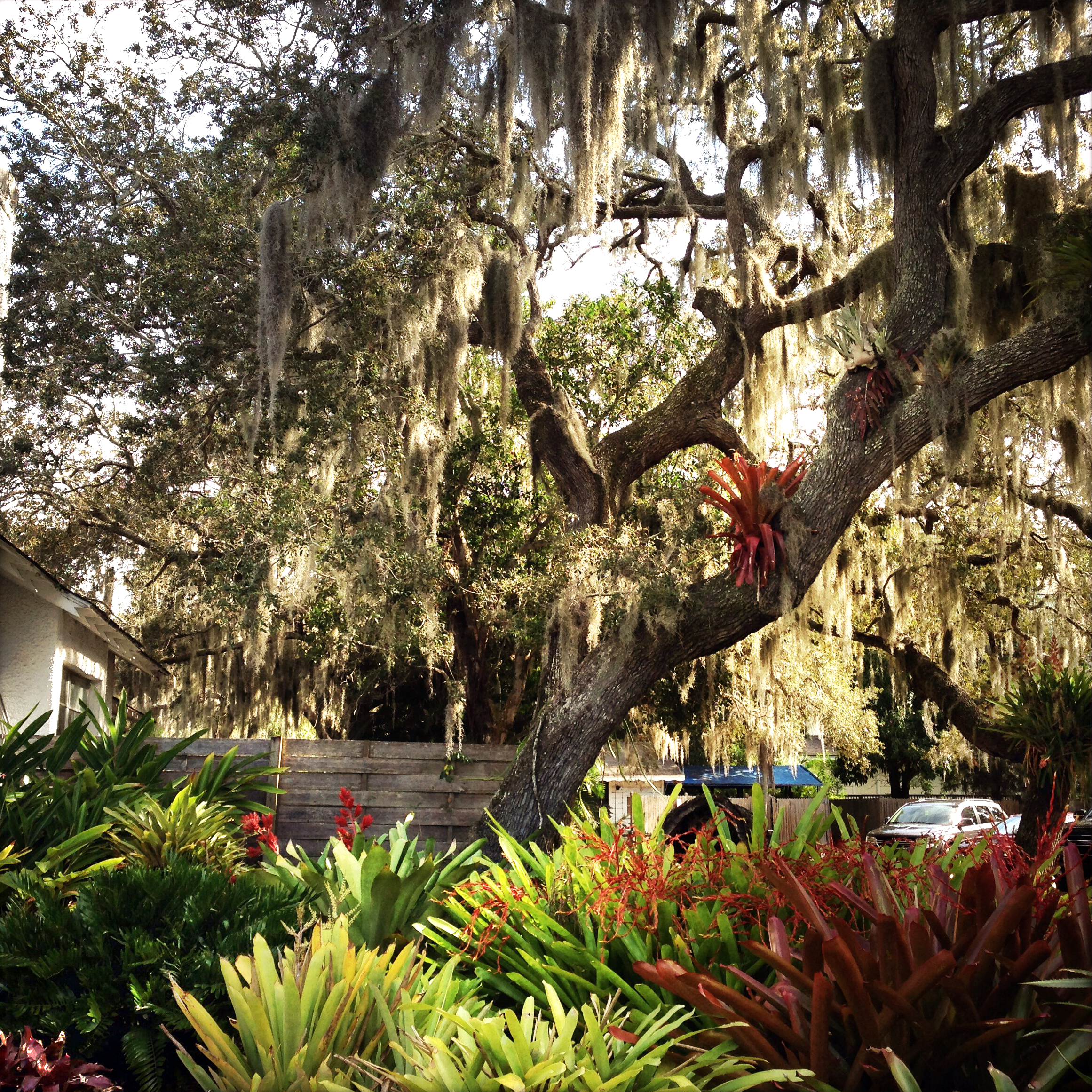 Bromeliads & moss