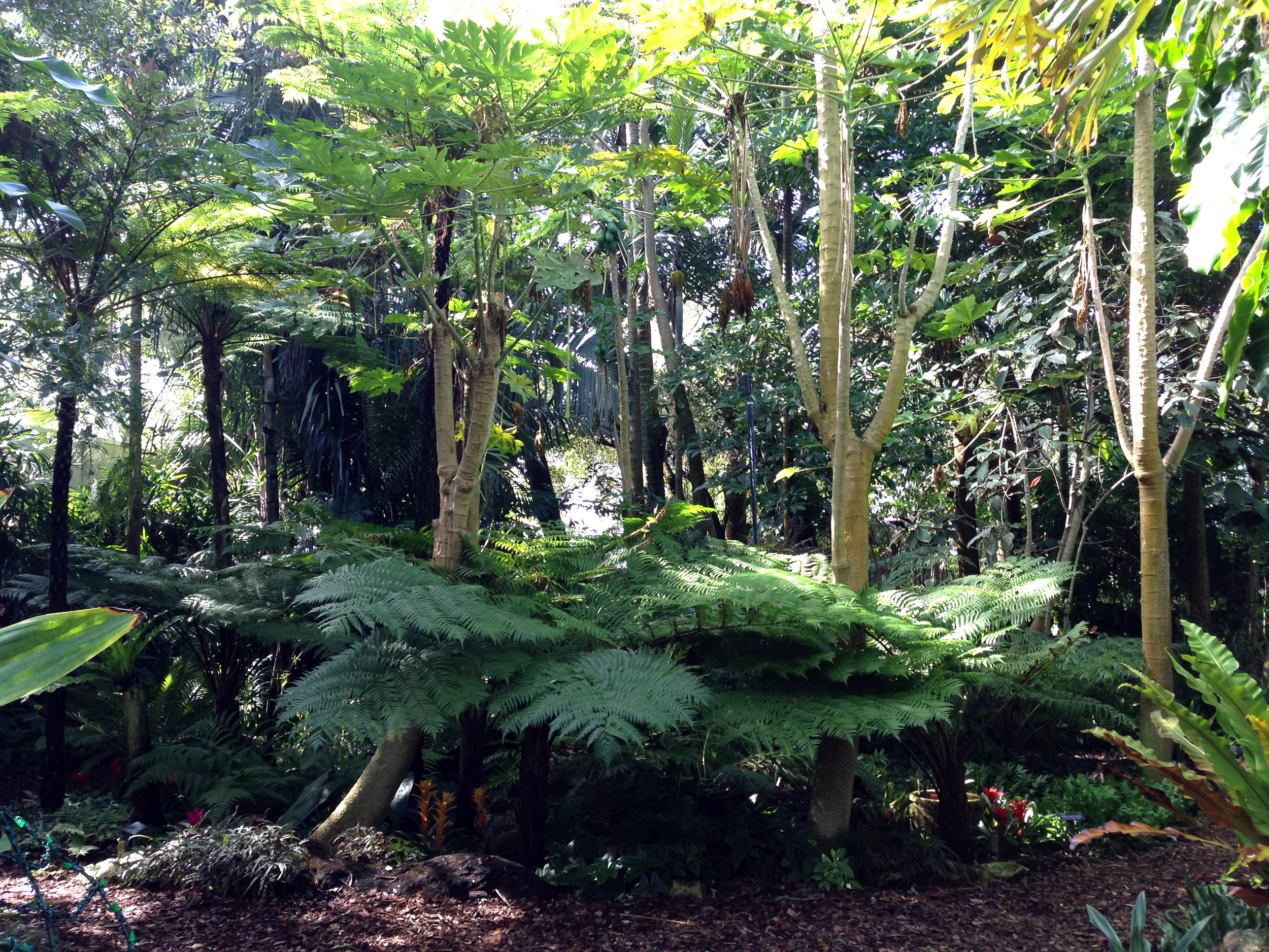 Giant ferns