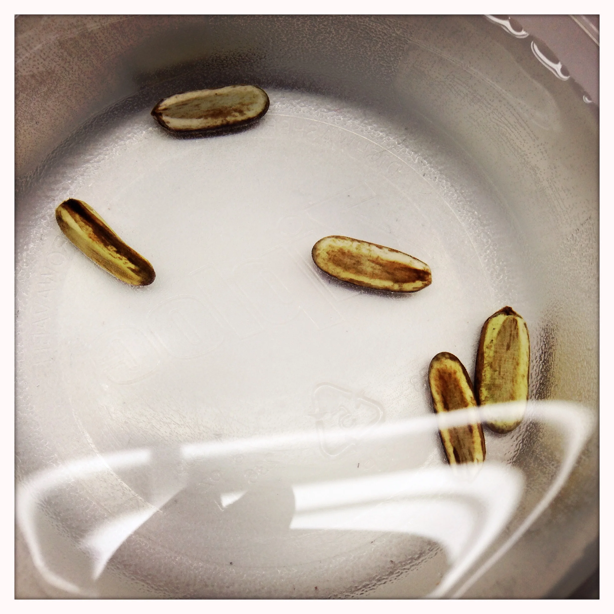 Initial appearance of soaked seeds.