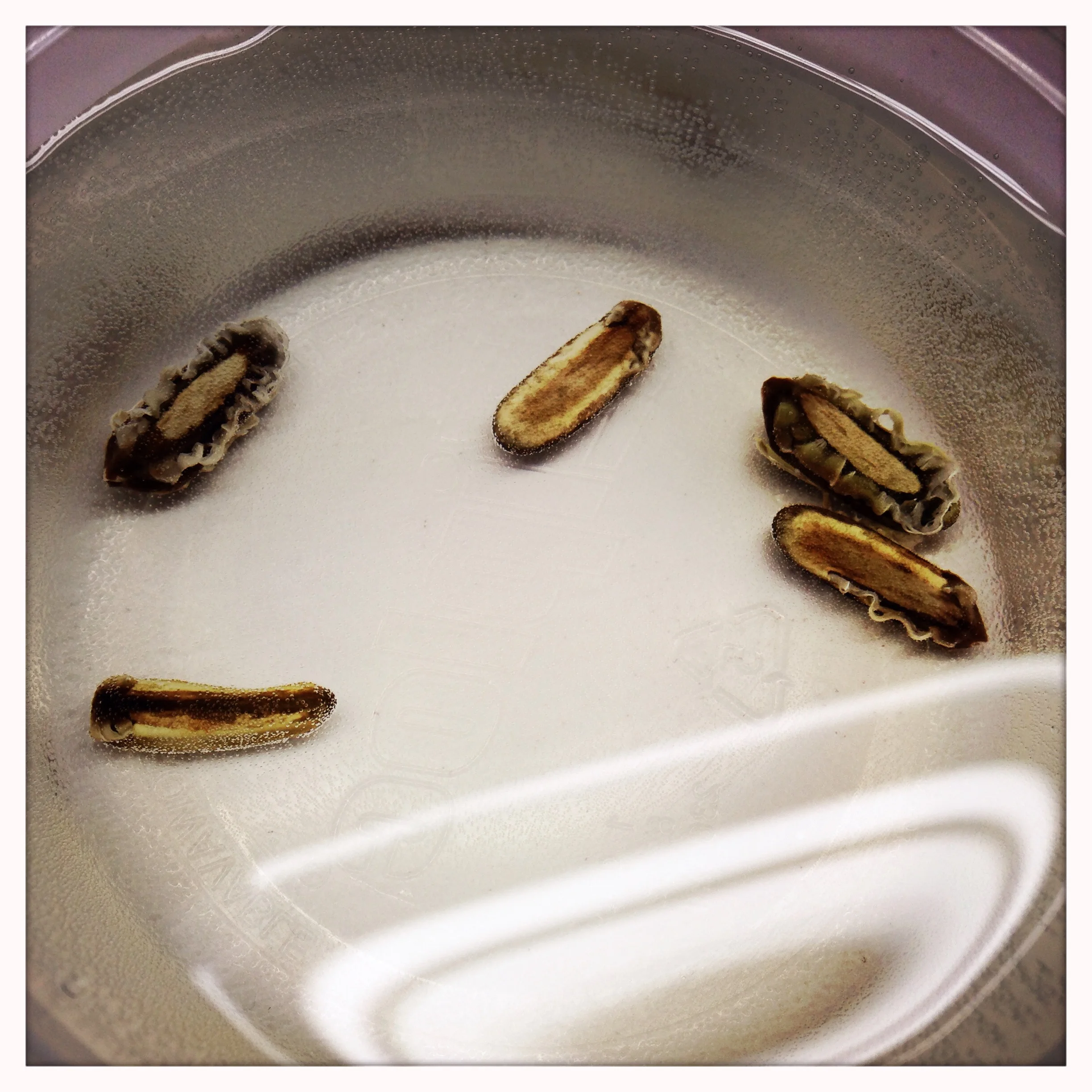 Seeds after about 2 hours of soaking in water.