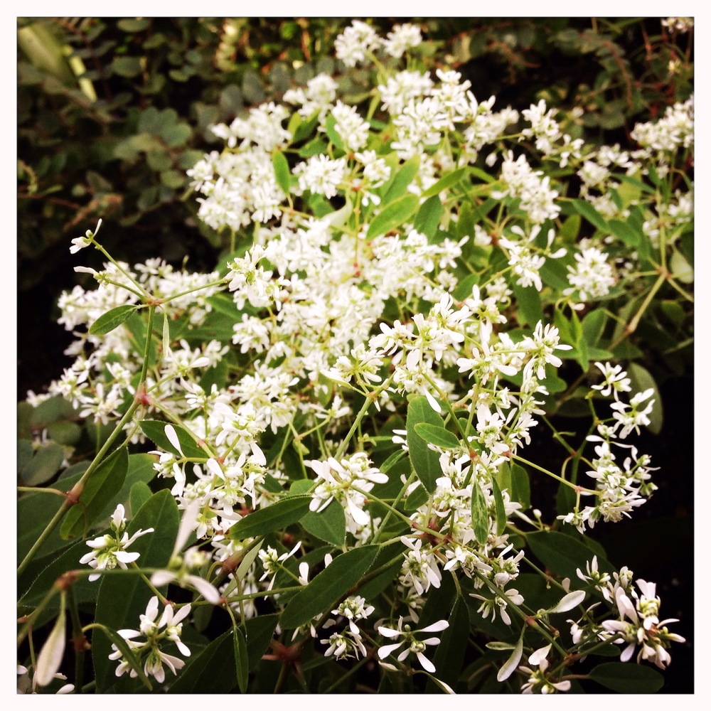   Euphorbia graminea  'Diamond Delight' 