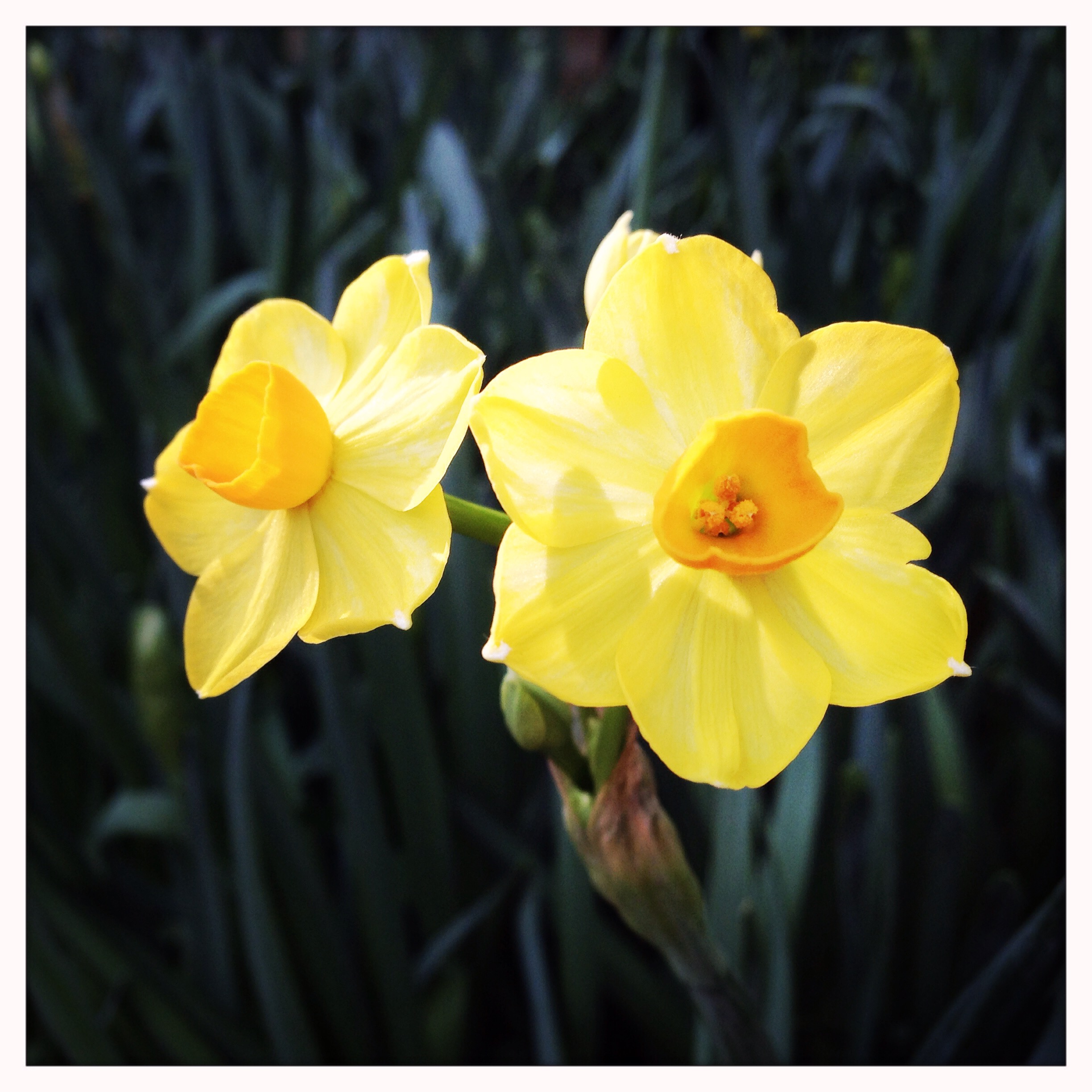   Narcissus papyraceus &nbsp;'Grand soleil' at Reiman Gardens conservatory. 
