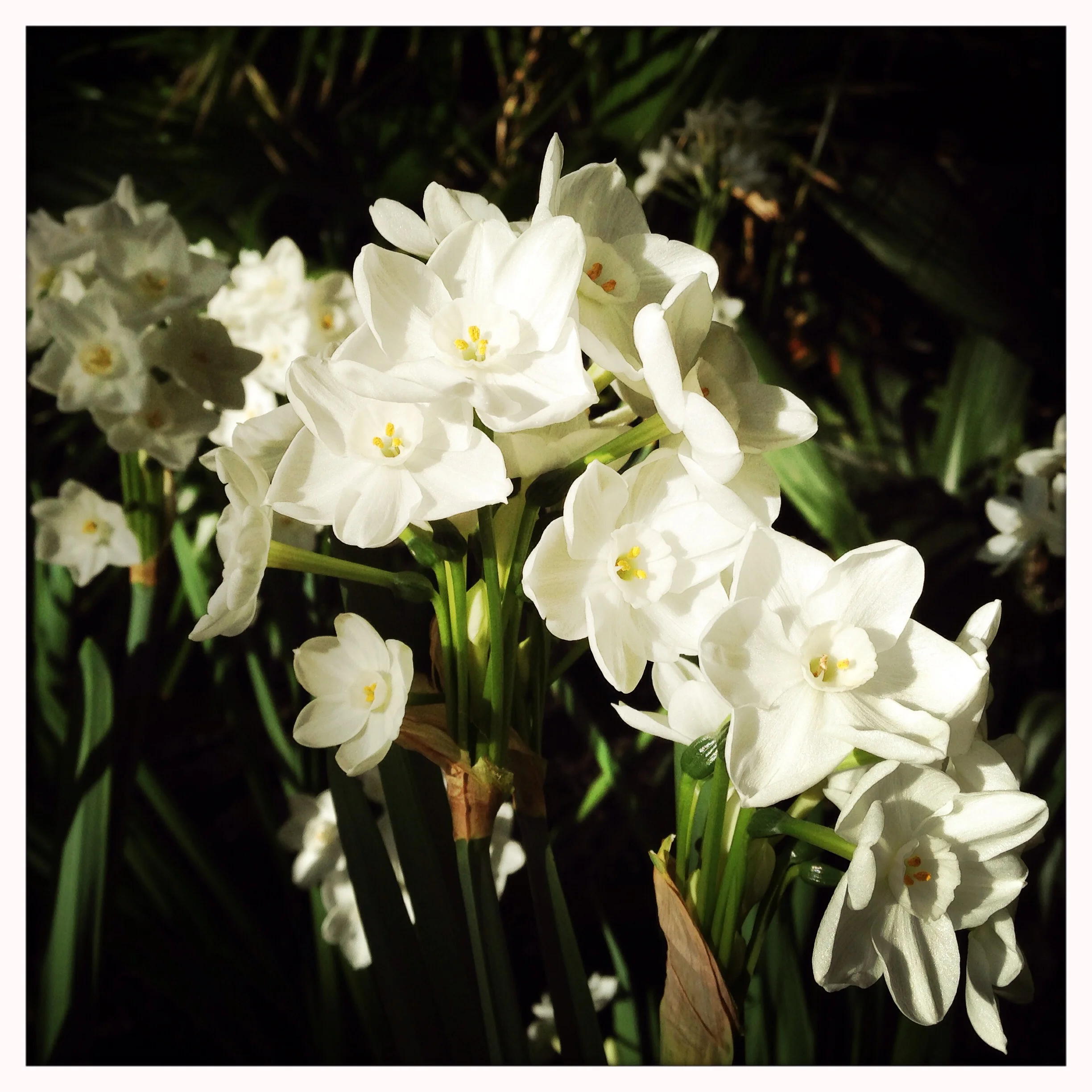 Narcissus papyraceus ' Ziva ' at Reiman Gardens conservatory.