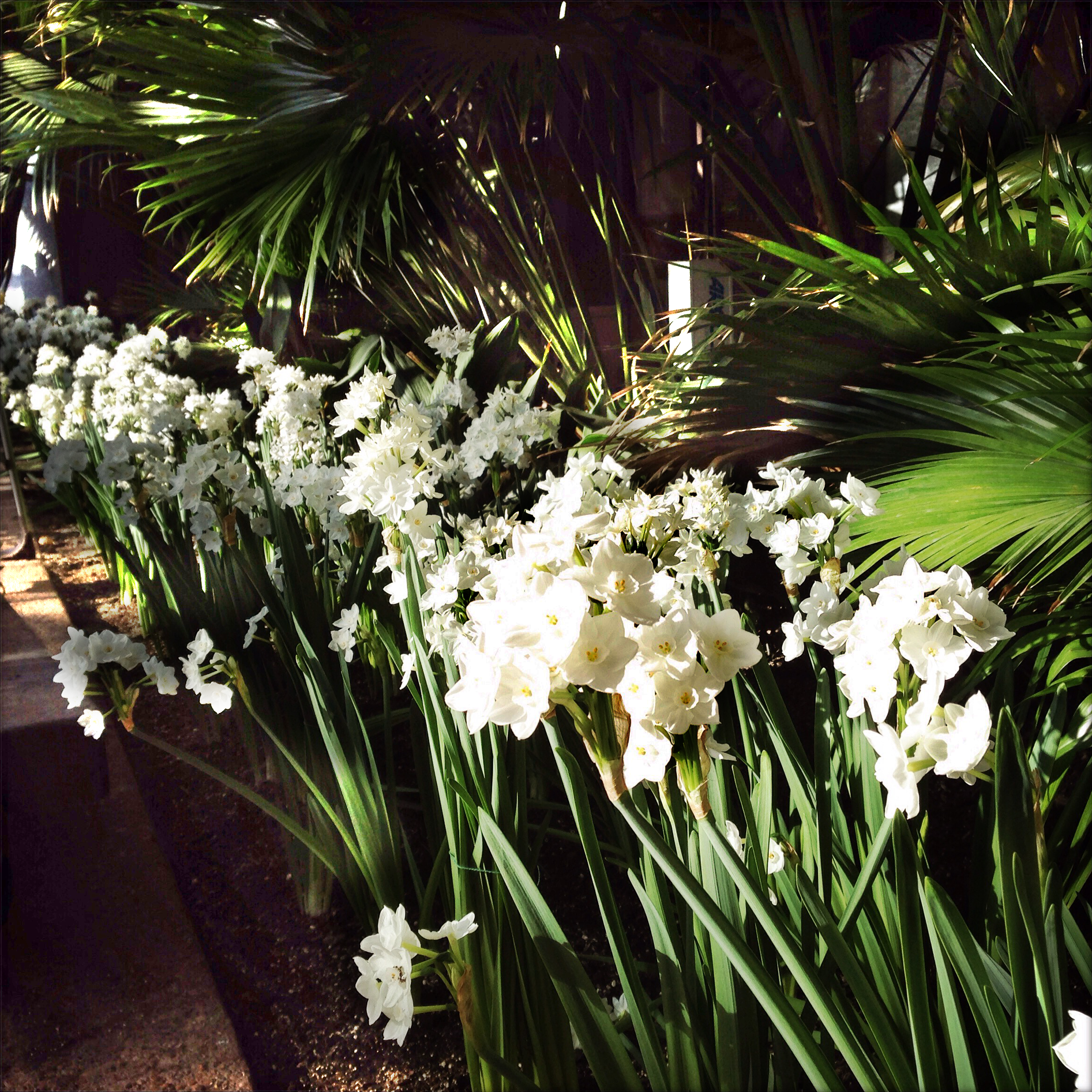 Drift of Narcissus at conservatory entrance. Planted adjacent to Latania loddigesii .