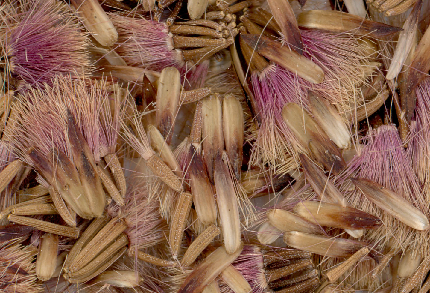 V. lettermannii prior to threshing. The beautiful maroon-colored comas were difficult to remove.