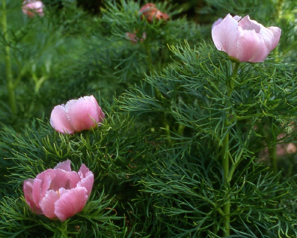 Paeonia tenuifolia