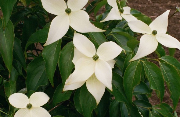 Cornus kousa var. chinensis 'Madi-II' 