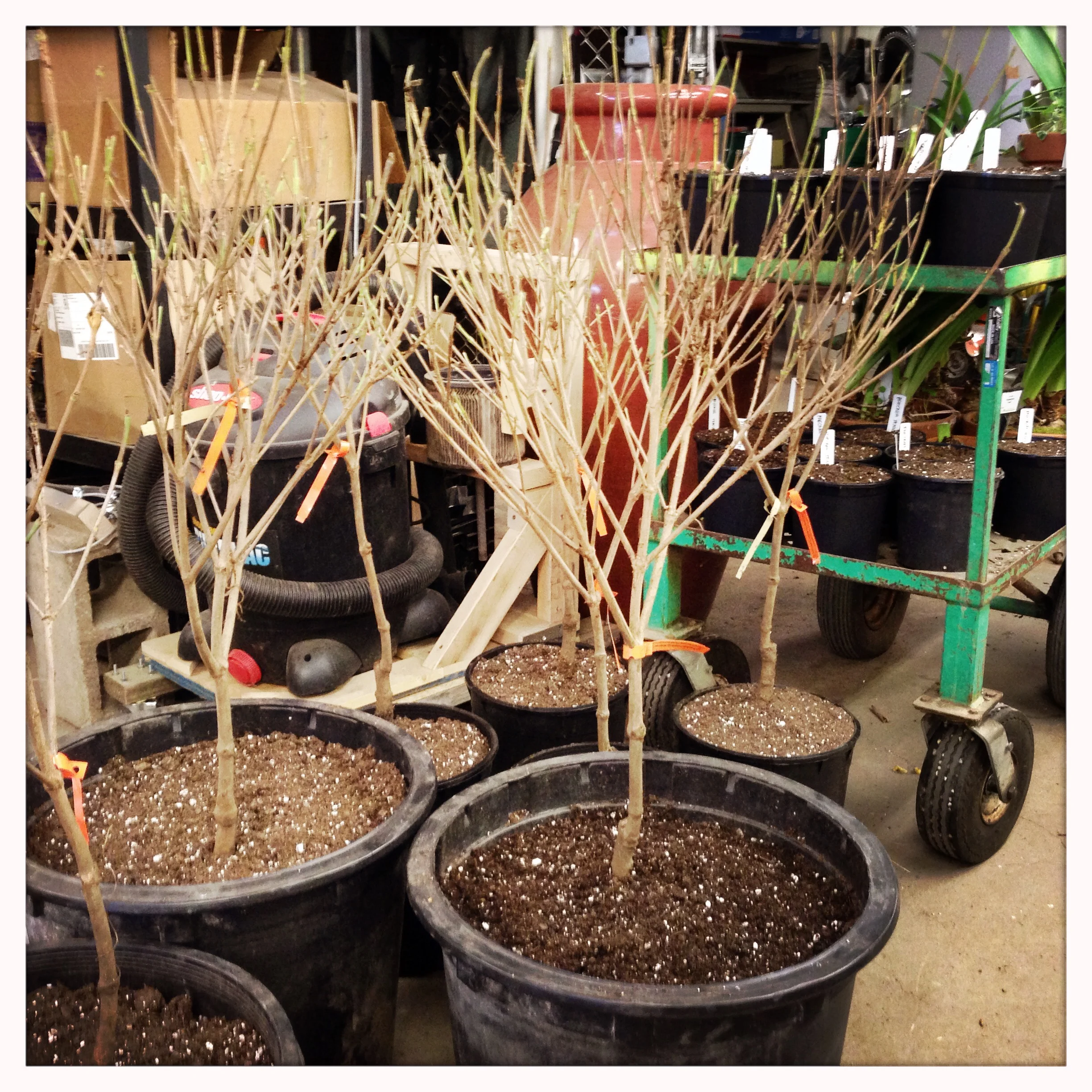 Potted bare-root Chinese dogwoods for the Spring festival.