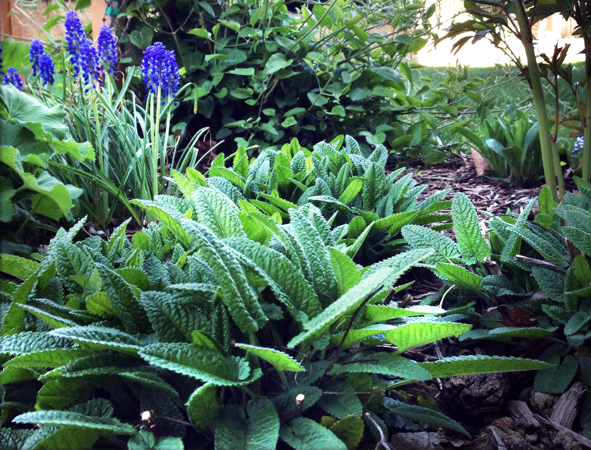 Stachys officinalis 'Hummelo' 