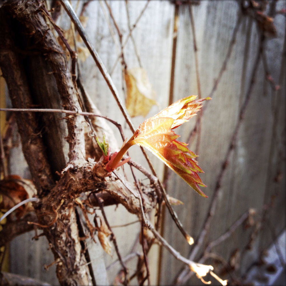 Boston ivy leaves, emerging