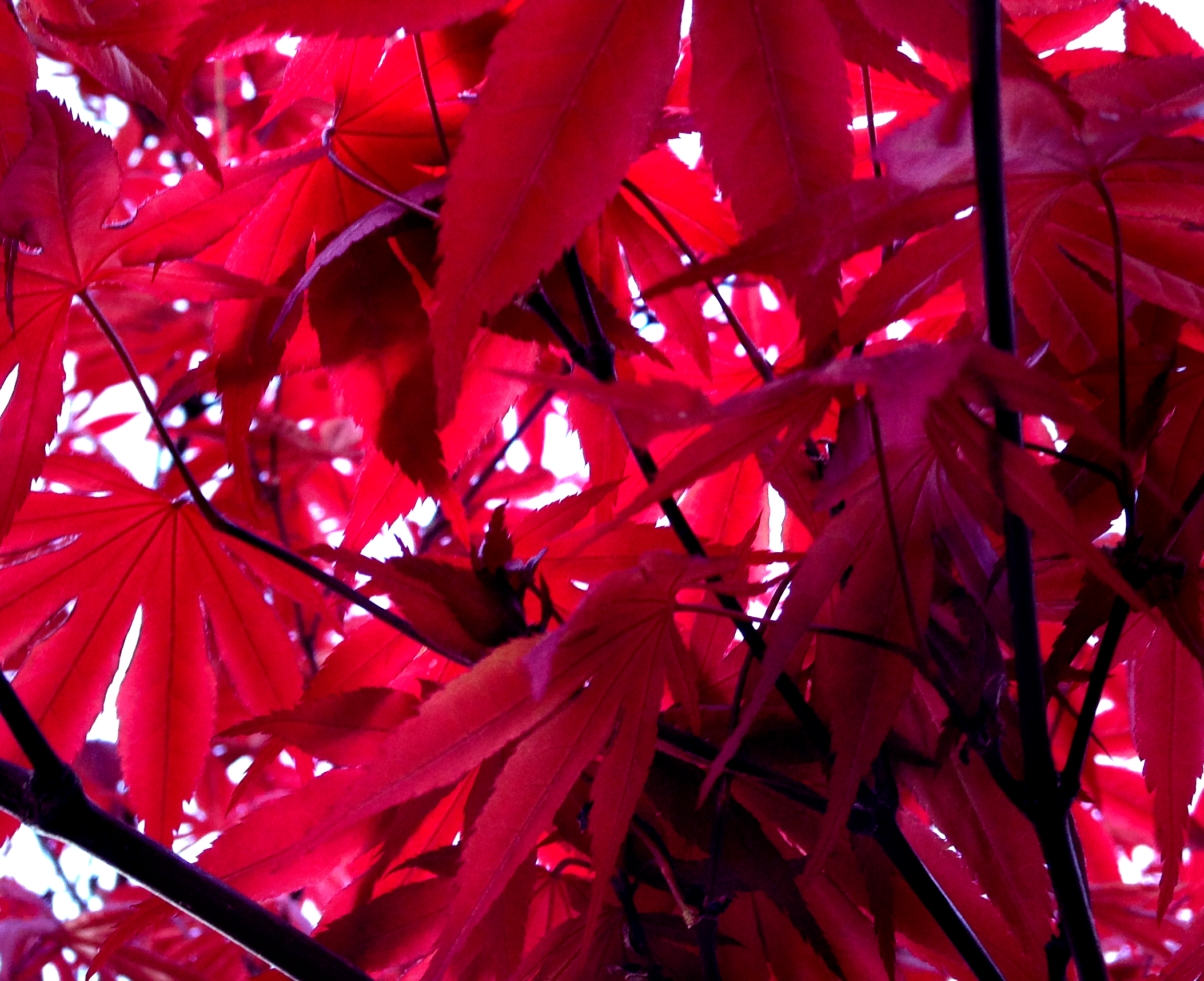 Japanese maple