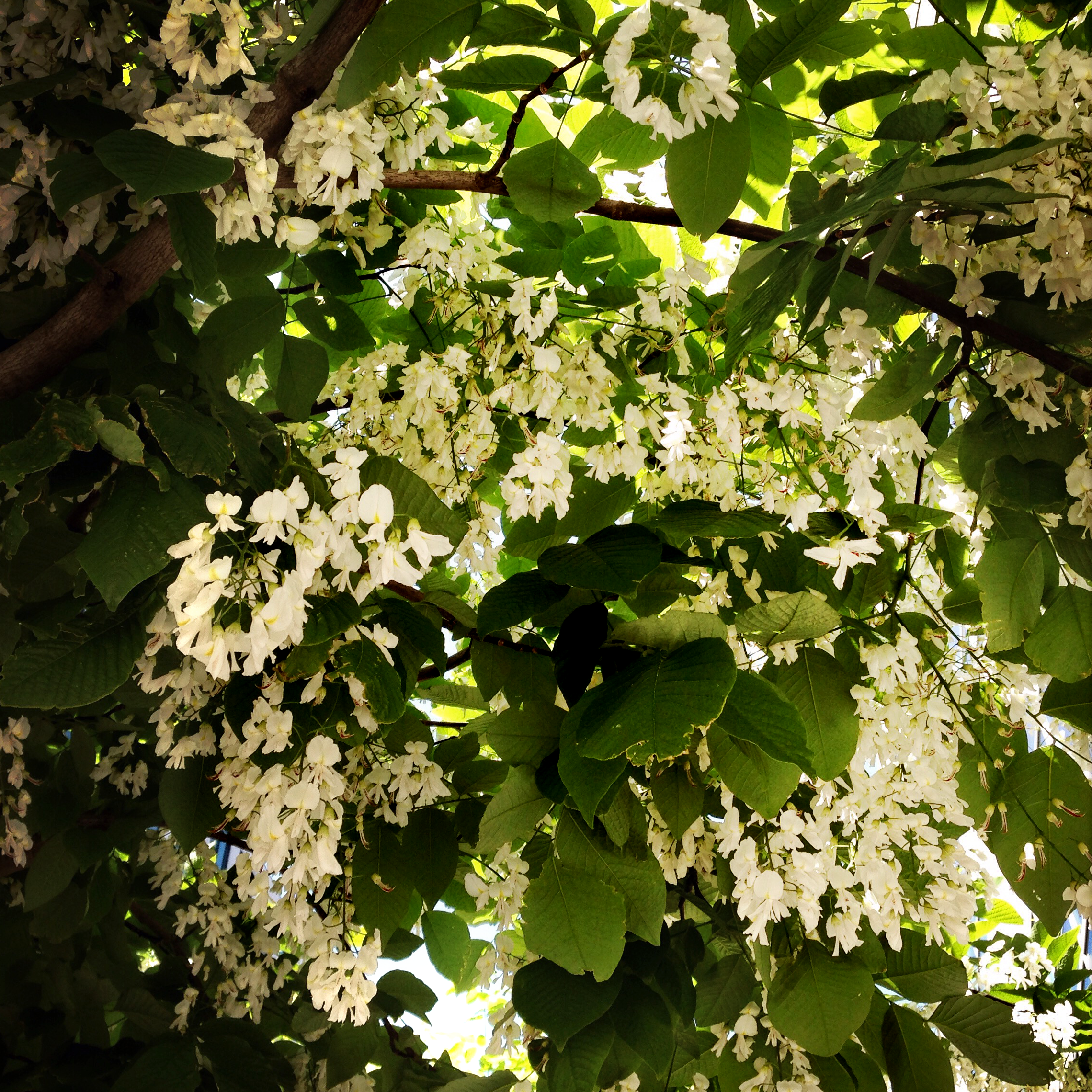 Aromatic blooms of Cladrastis kentukea (Yellowwood) stopped me on my tracks as I was walking down Boren Avenue. What a gorgeous tree!