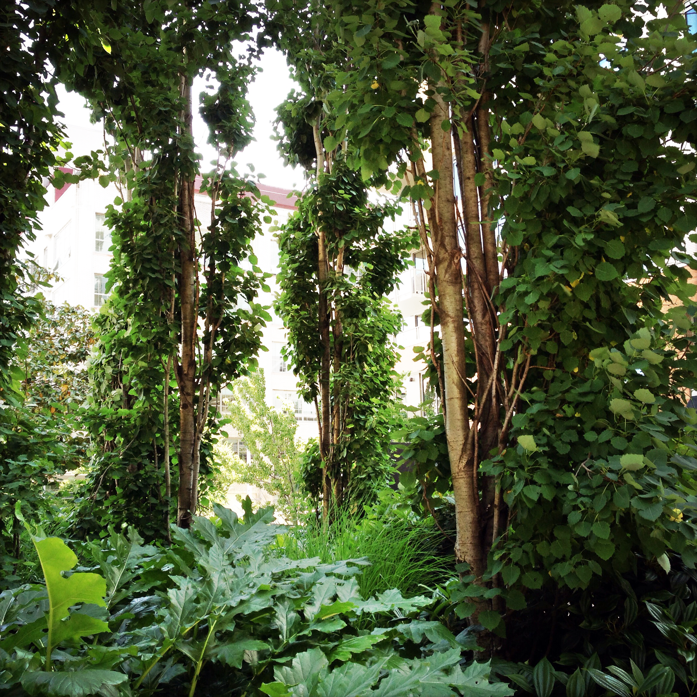 The caliper of these trees is impossibly small for their height. The largest trunks were are about 3" in diameter.