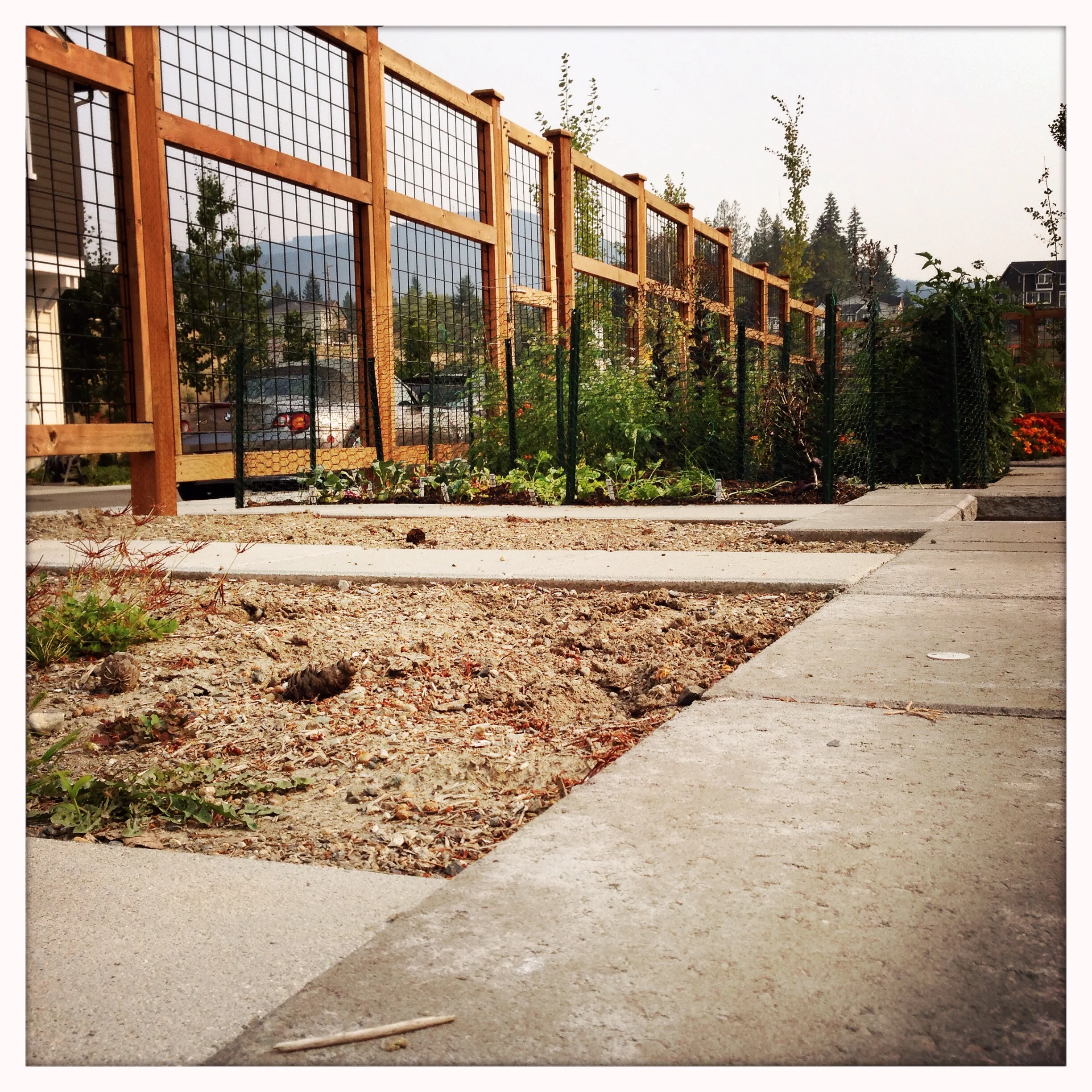This is a picture of my first visit to plot #203, it was a weedy, gritty mess.