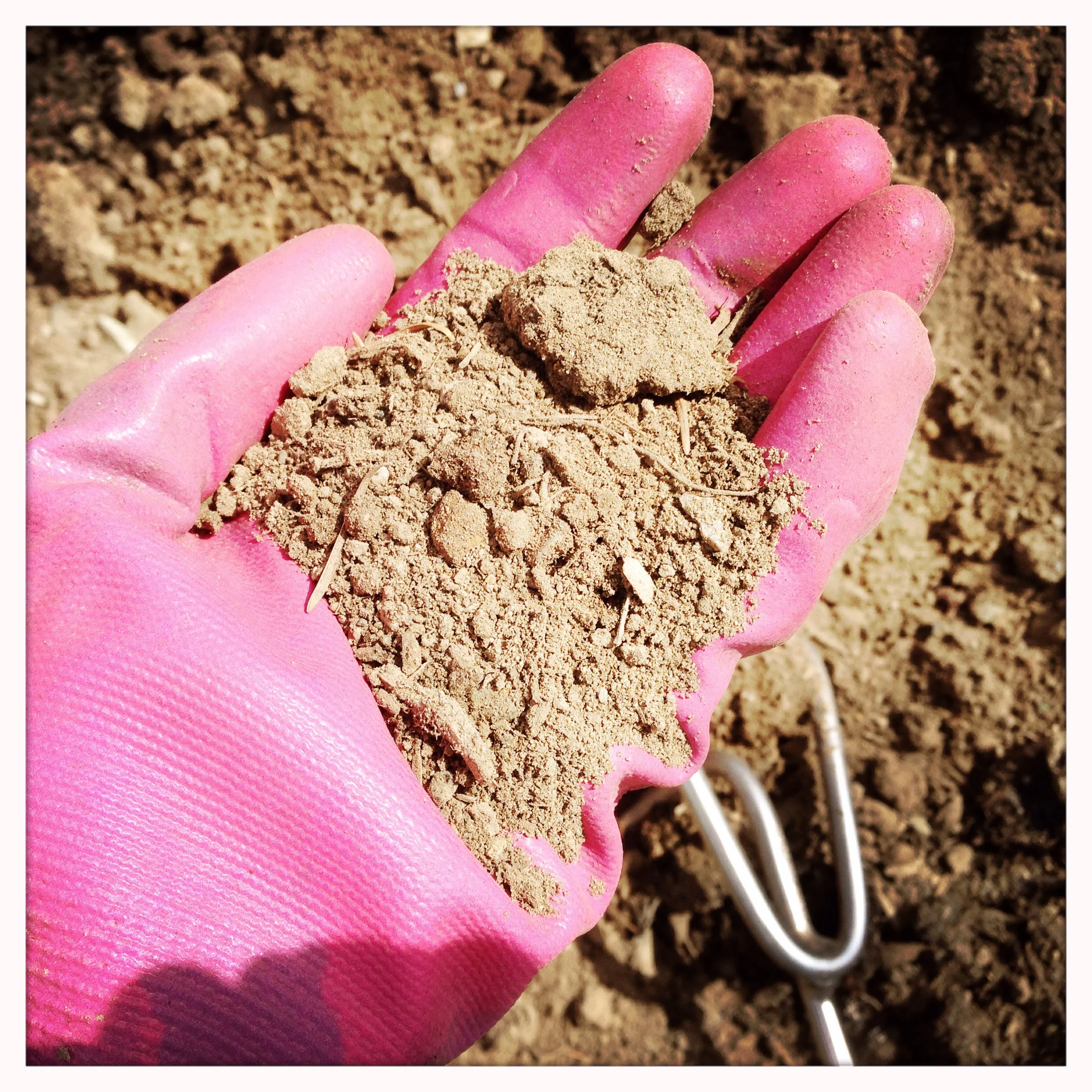 Original P-Patch growing media. As you can see the soil is very sandy and loose, in contrast with the heavy clay soil I had in my Iowa garden. A good soil loam will have a balance between sand, clay, and silt. An easy way to test your soil's texture is to wet the soil, then try to make a ball with your fist. If it falls apart, you have sand. If it sticks together, you have clay.