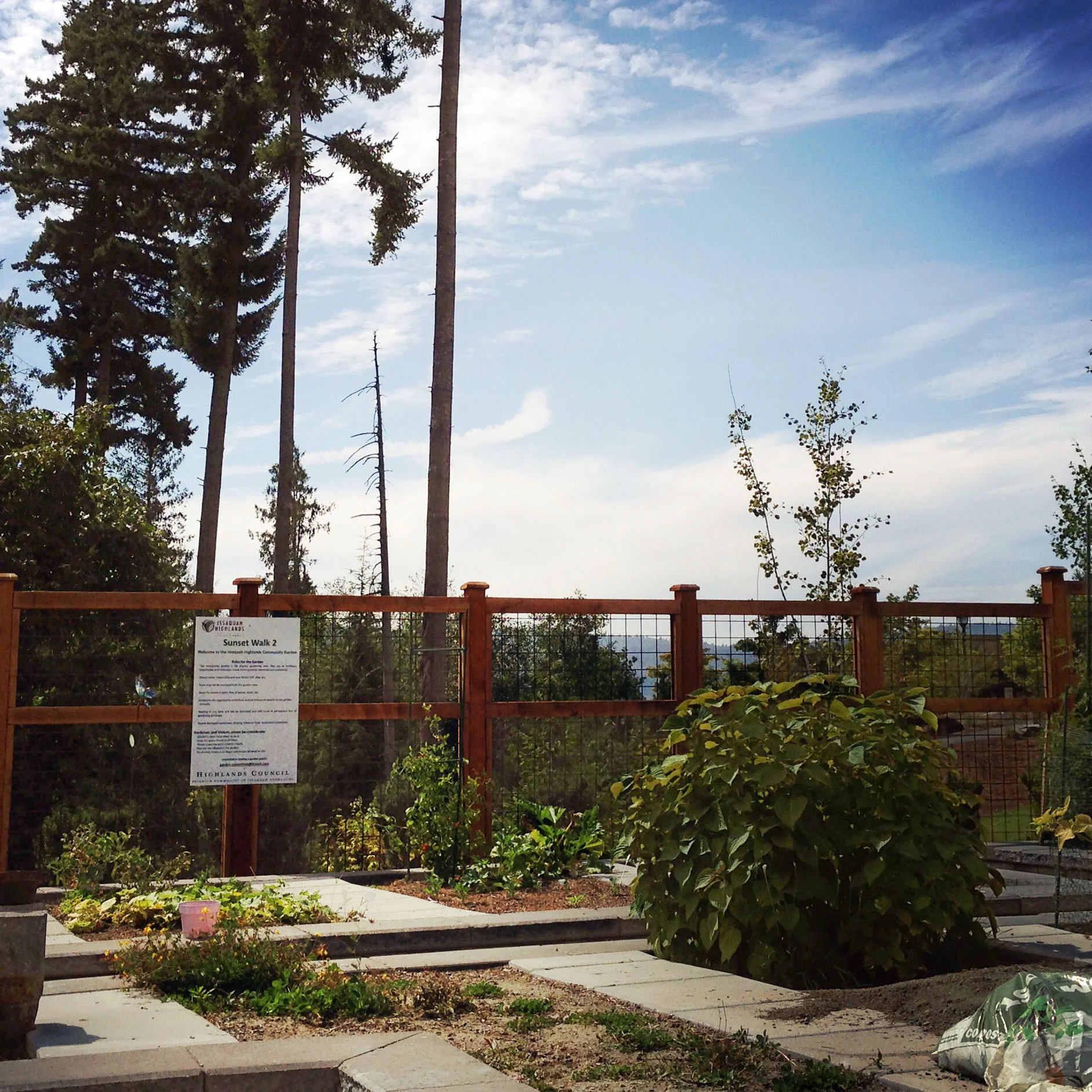 The Sunset Walk Community Garden, where my P-Patch is located, has breathtaking views of Tiger Mountain in the distance. 