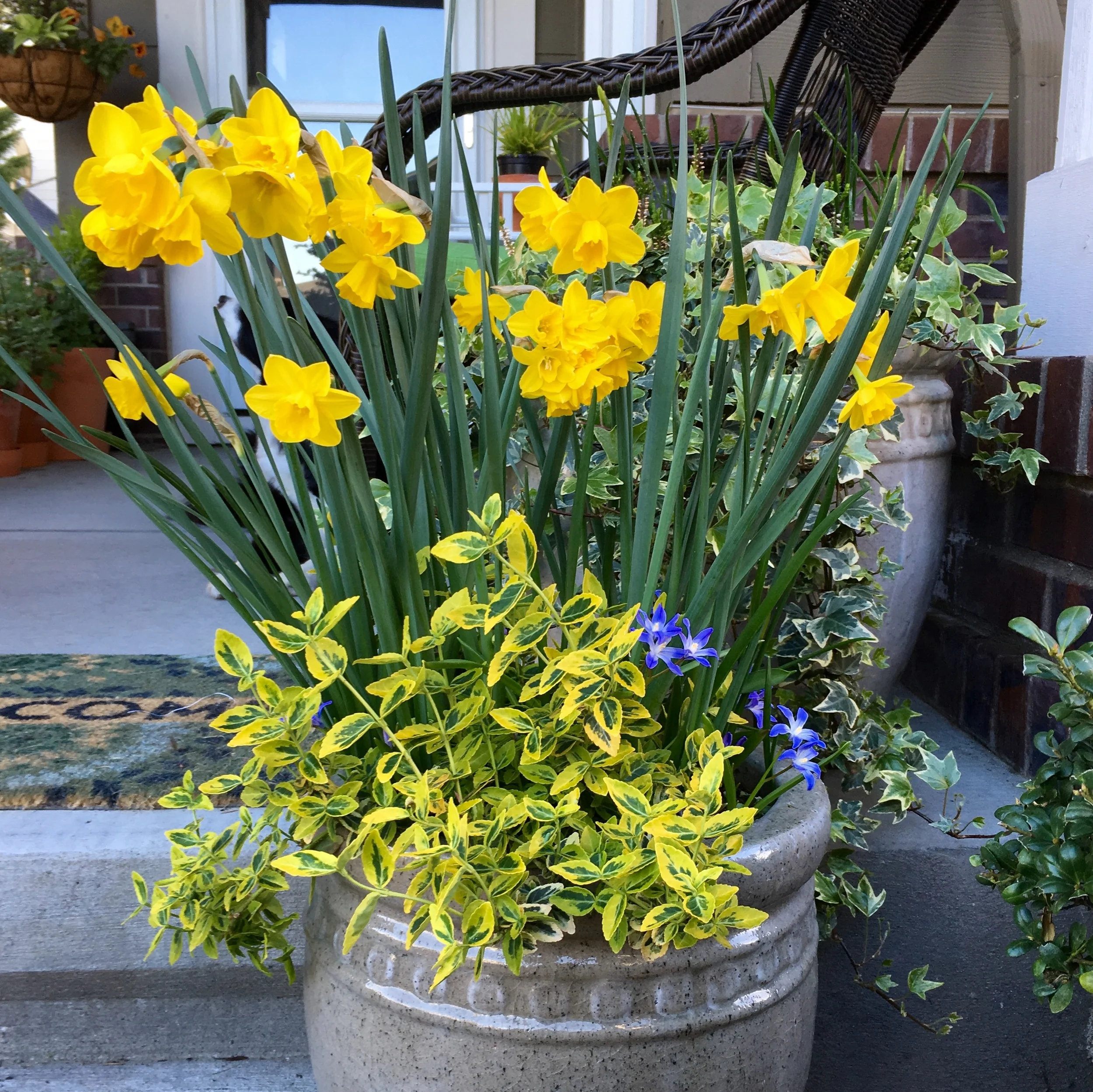 Working spring bulbs into the bottom of your containers will give you the same spring thrills as in a "terrestrial" garden. 