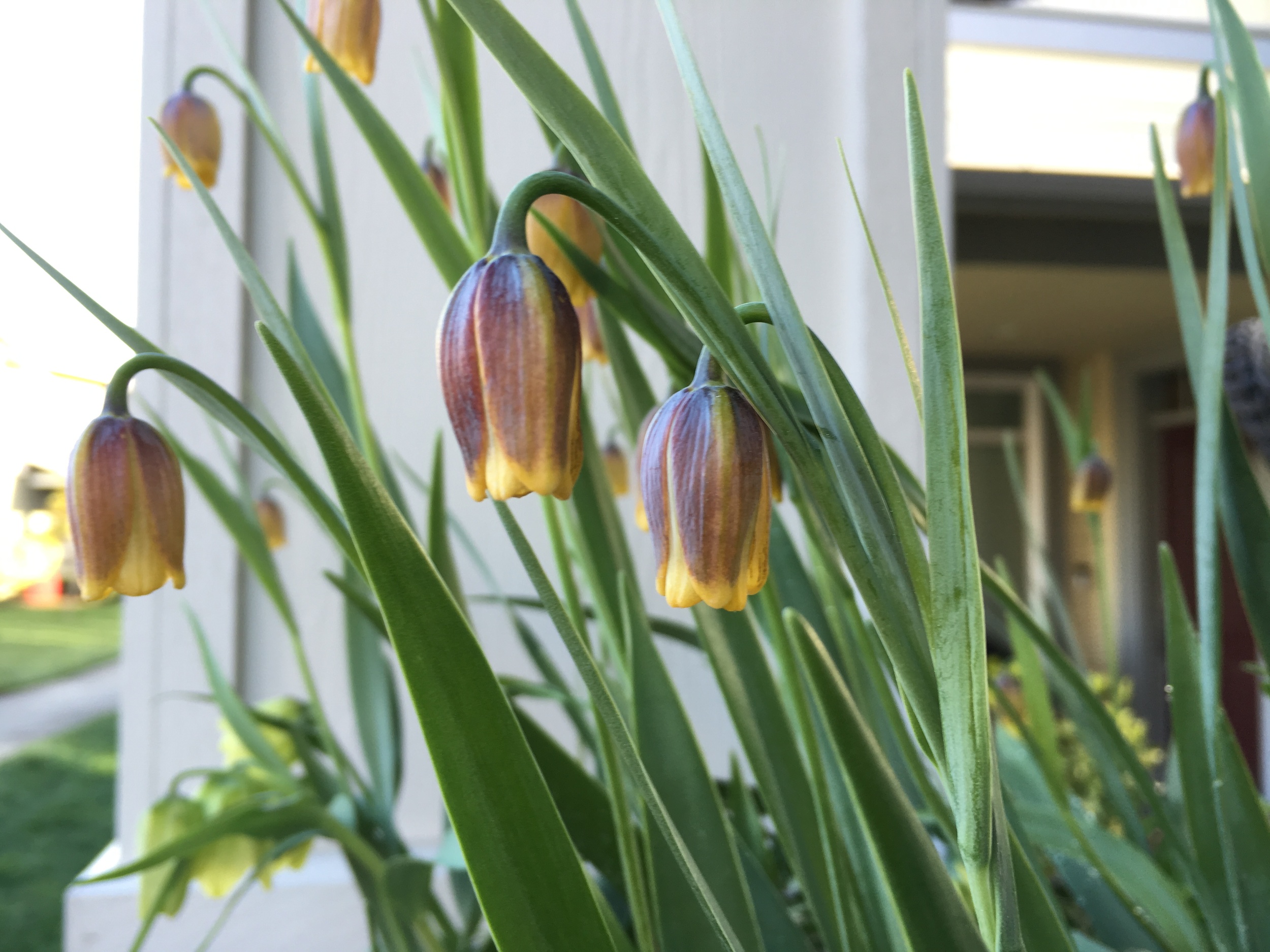 Fritillaria 's bobbing heads are a springtime must-have.