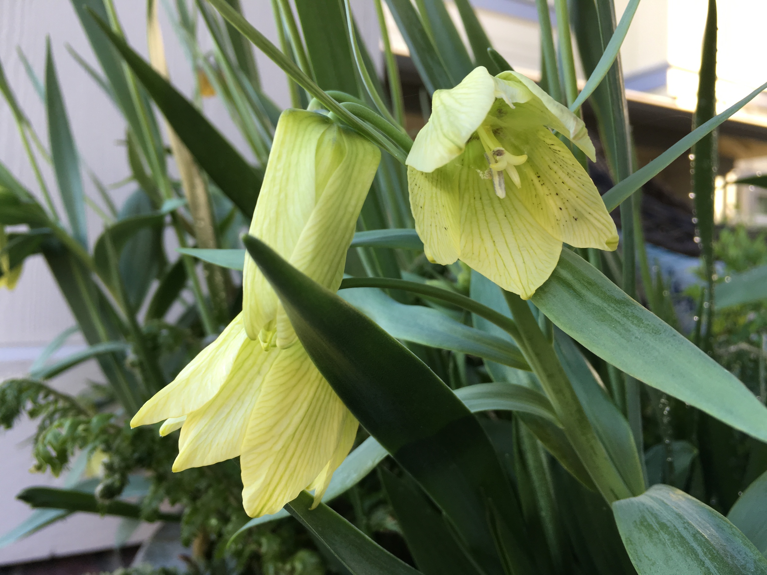 Fritillaria ..nuff said.