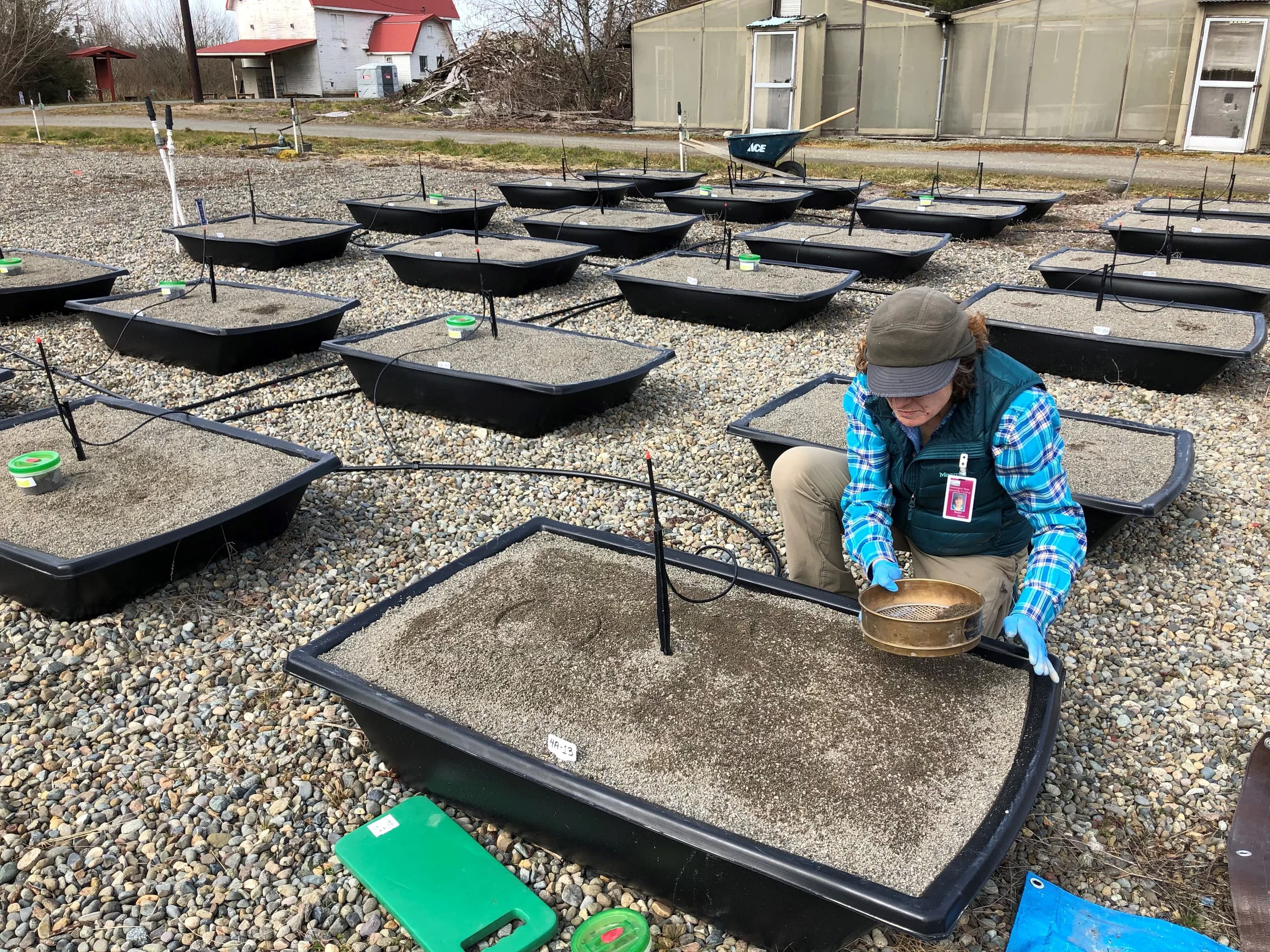 Susan, carefully spreading the seed mix over the mesocosm container.