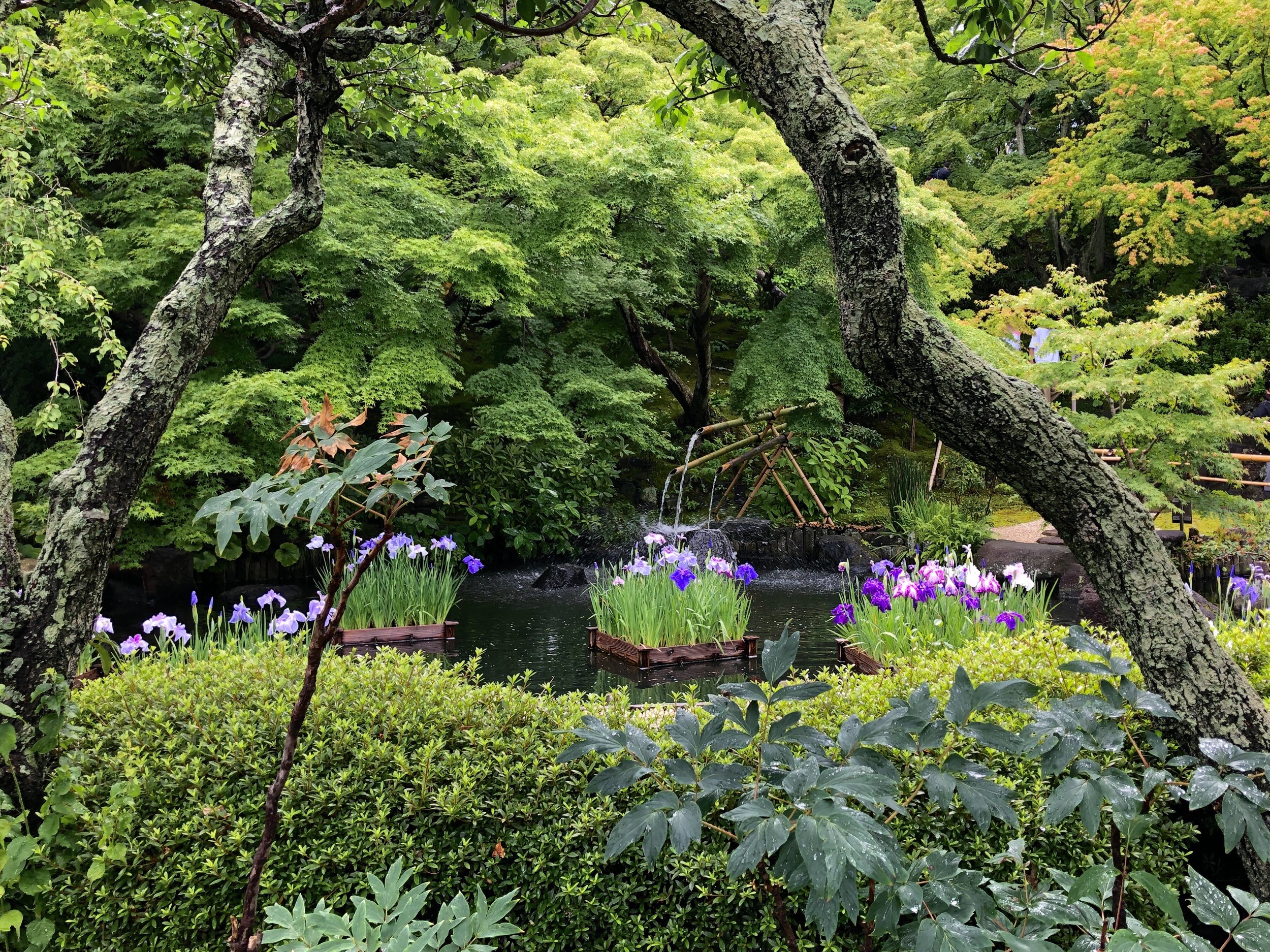 I visited this garden during the time of the irises. Blooms are used to mark moments in time.