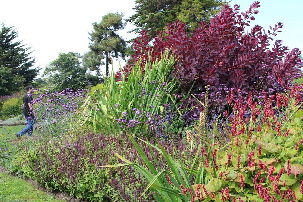 Wonderful red and purple analogous color scheme helps the plants stand out from the green background. The red flower is Persicaria amplexicaulis.