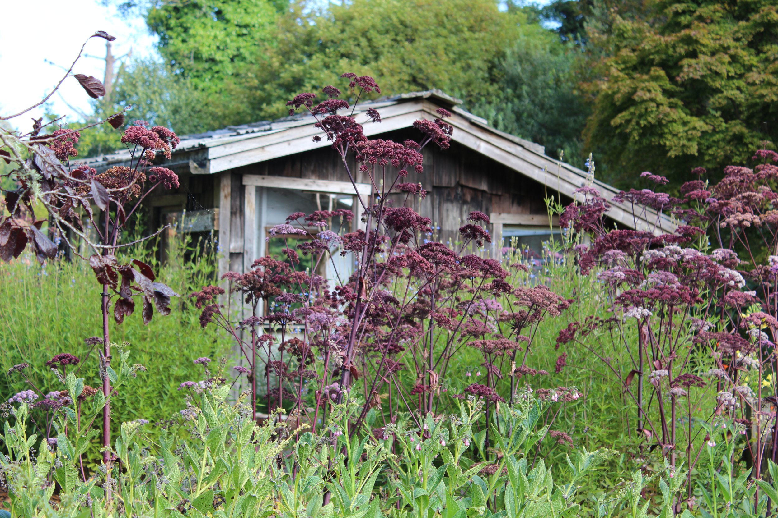 The stunning Angelica stricta.