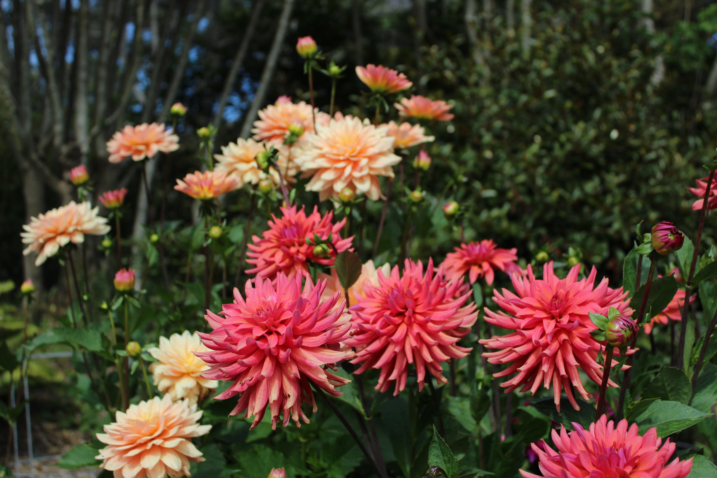 Waterlily and Semi-Cactus Dahlia